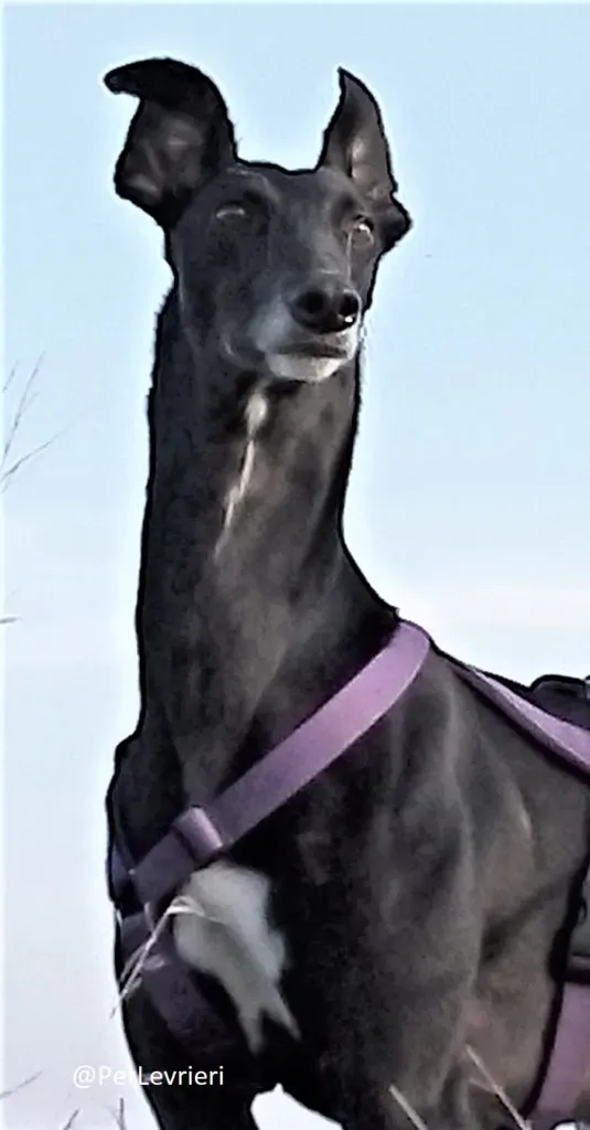 Sense adozione levrieri galgo 07 1024x678 3 535x1024