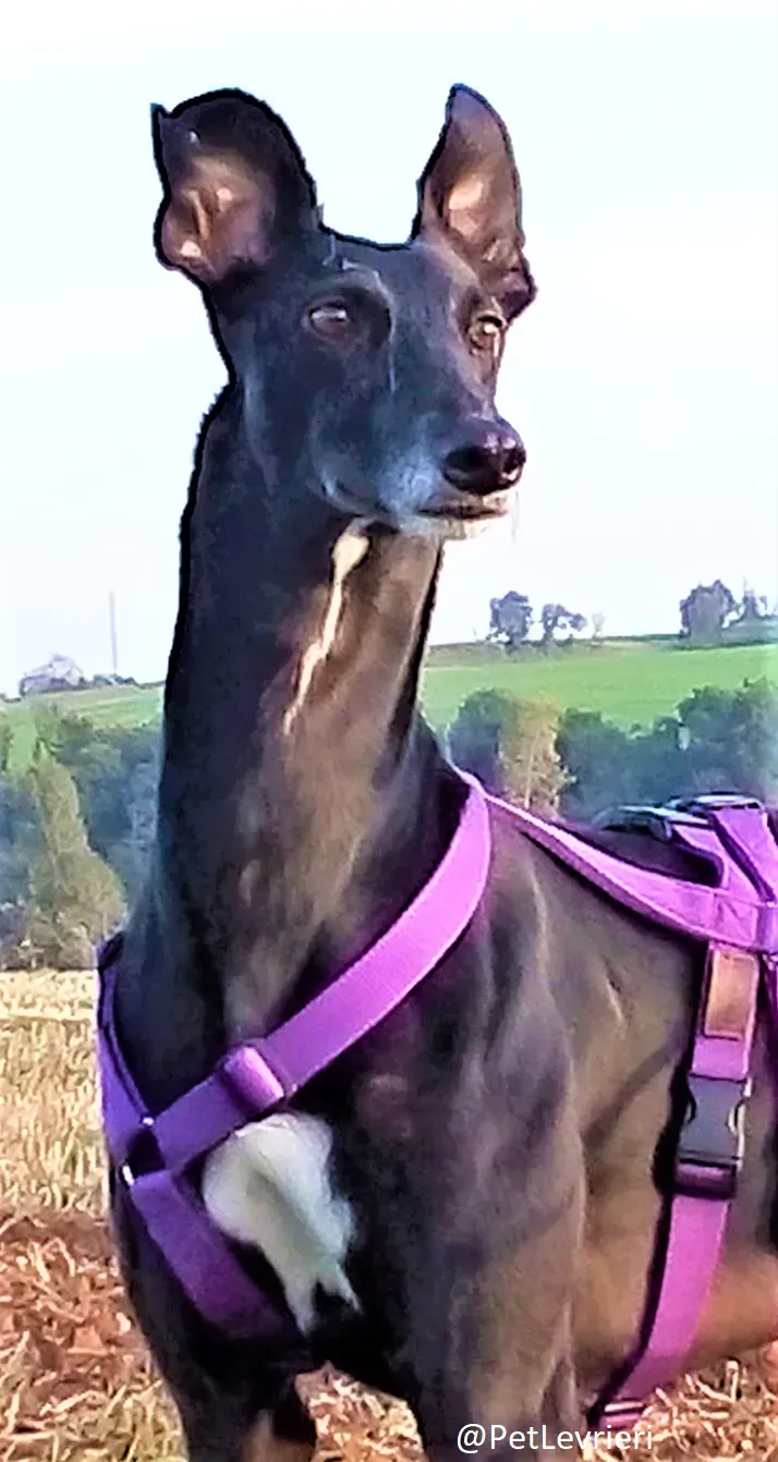 Sense adozione levrieri galgo 08 1024x678 2