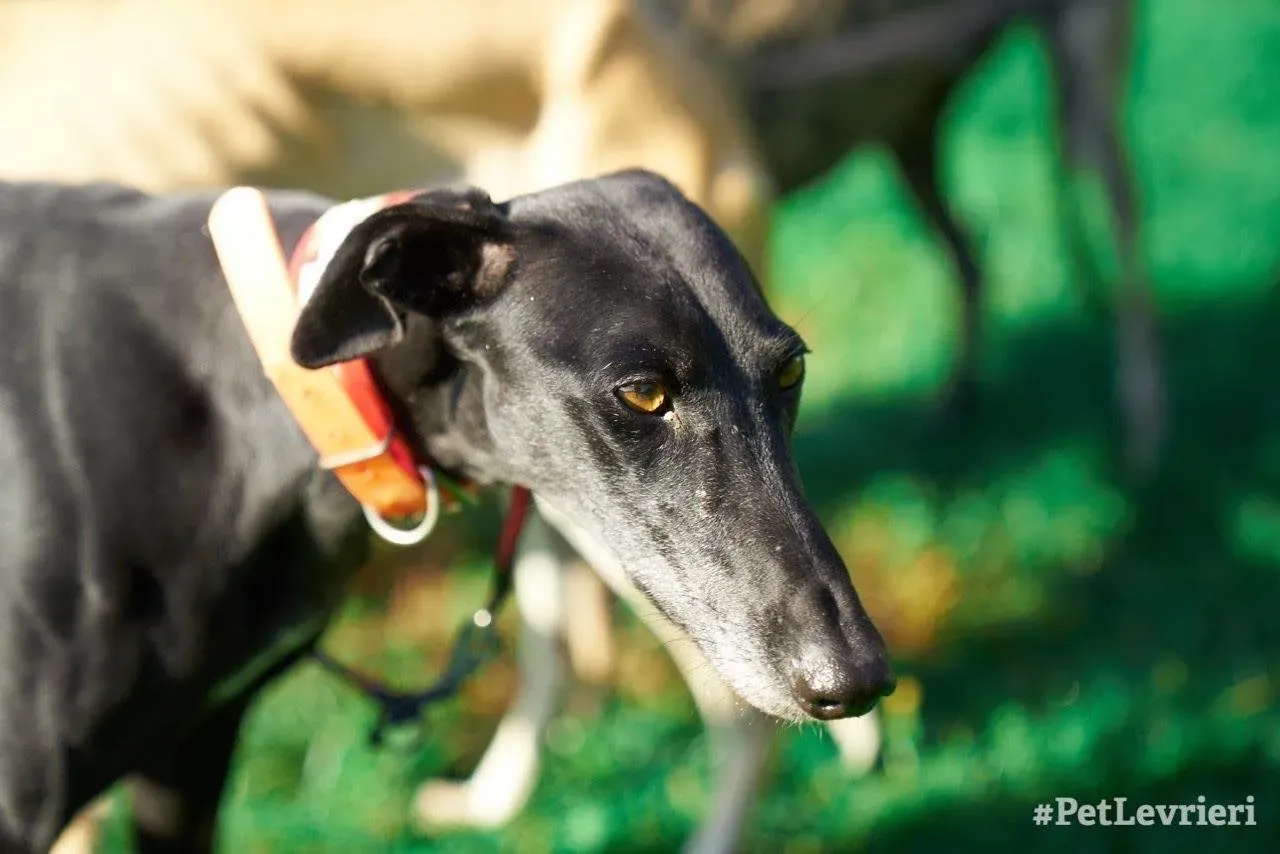 Sense adozione levrieri galgo 00