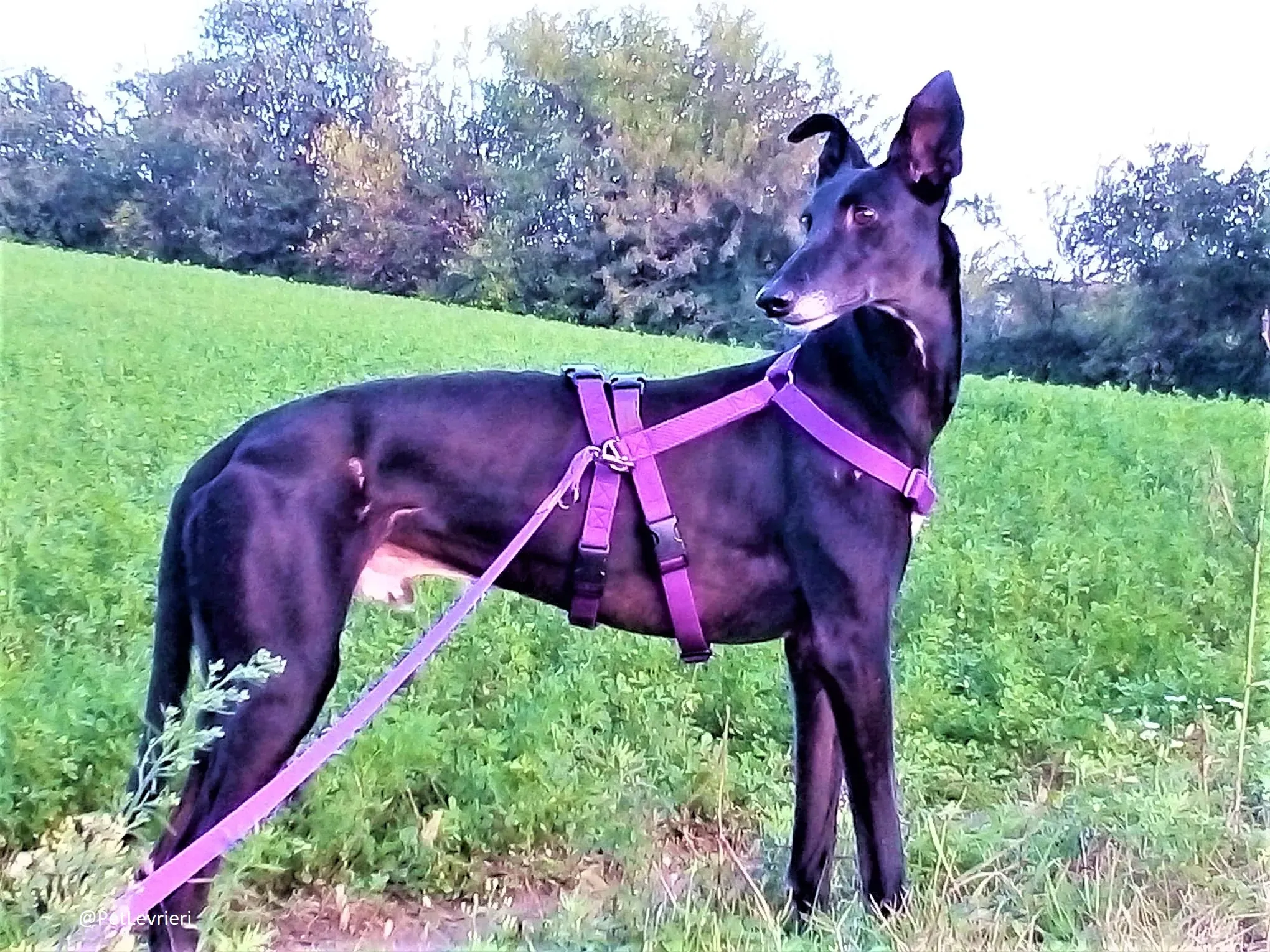 Sense adozione levrieri galgo 11 1024x678 2