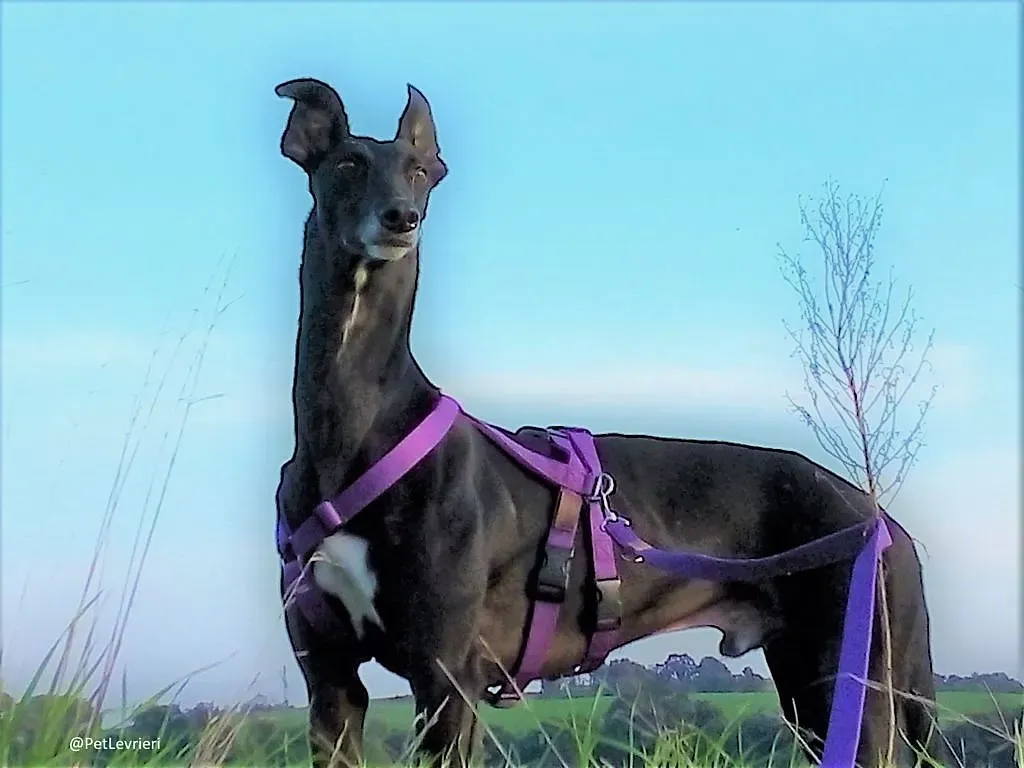 Sense adozione levrieri galgo 13 1024x678 2 1024x768 1 1