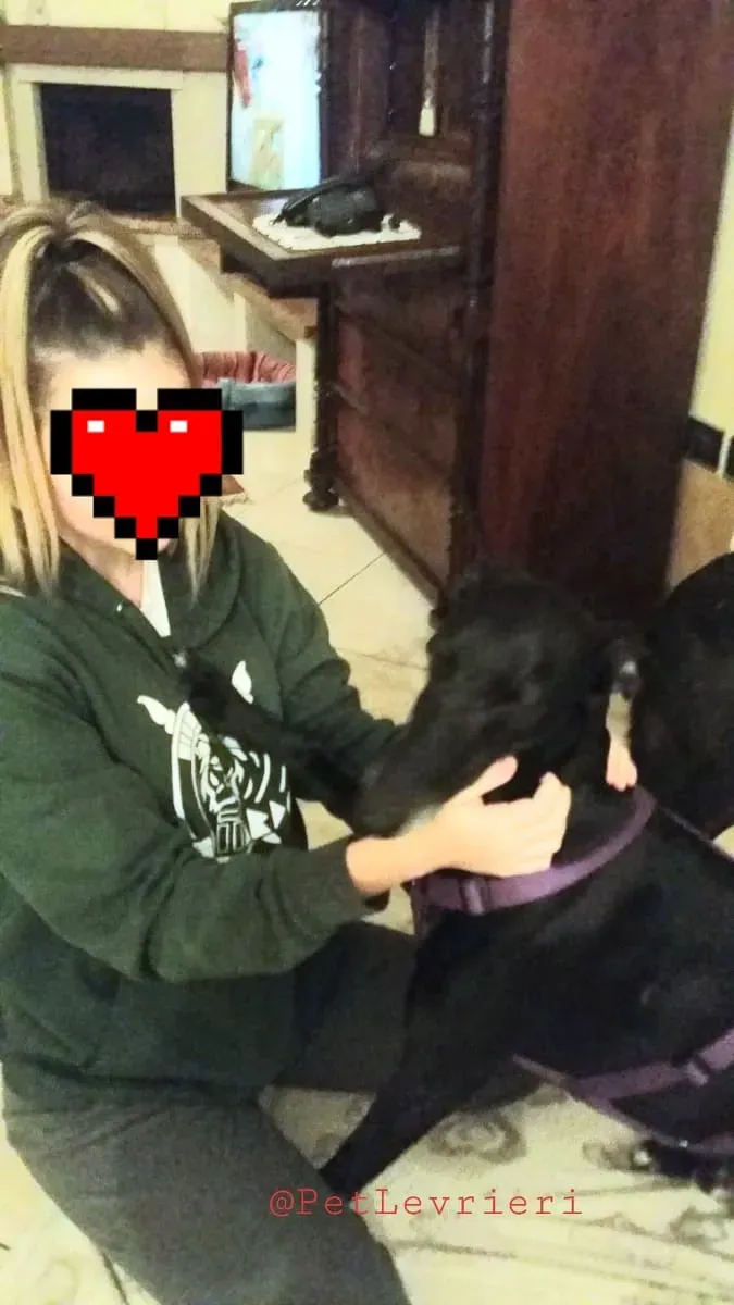 Sense adozione levrieri galgo 17 1024x678