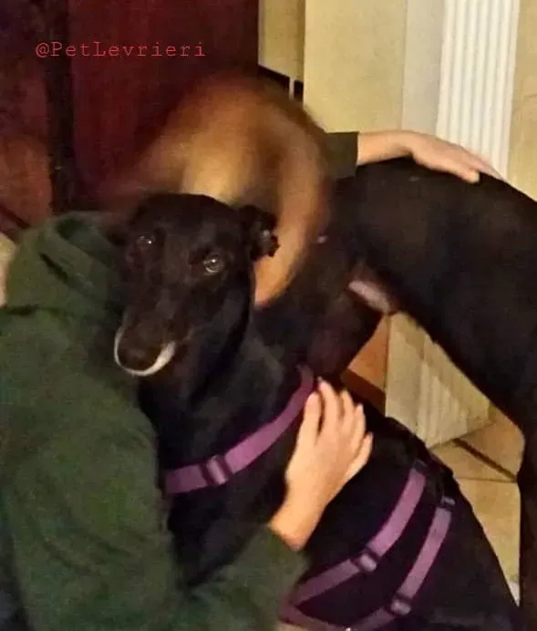 Sense adozione levrieri galgo 18 1024x678 2