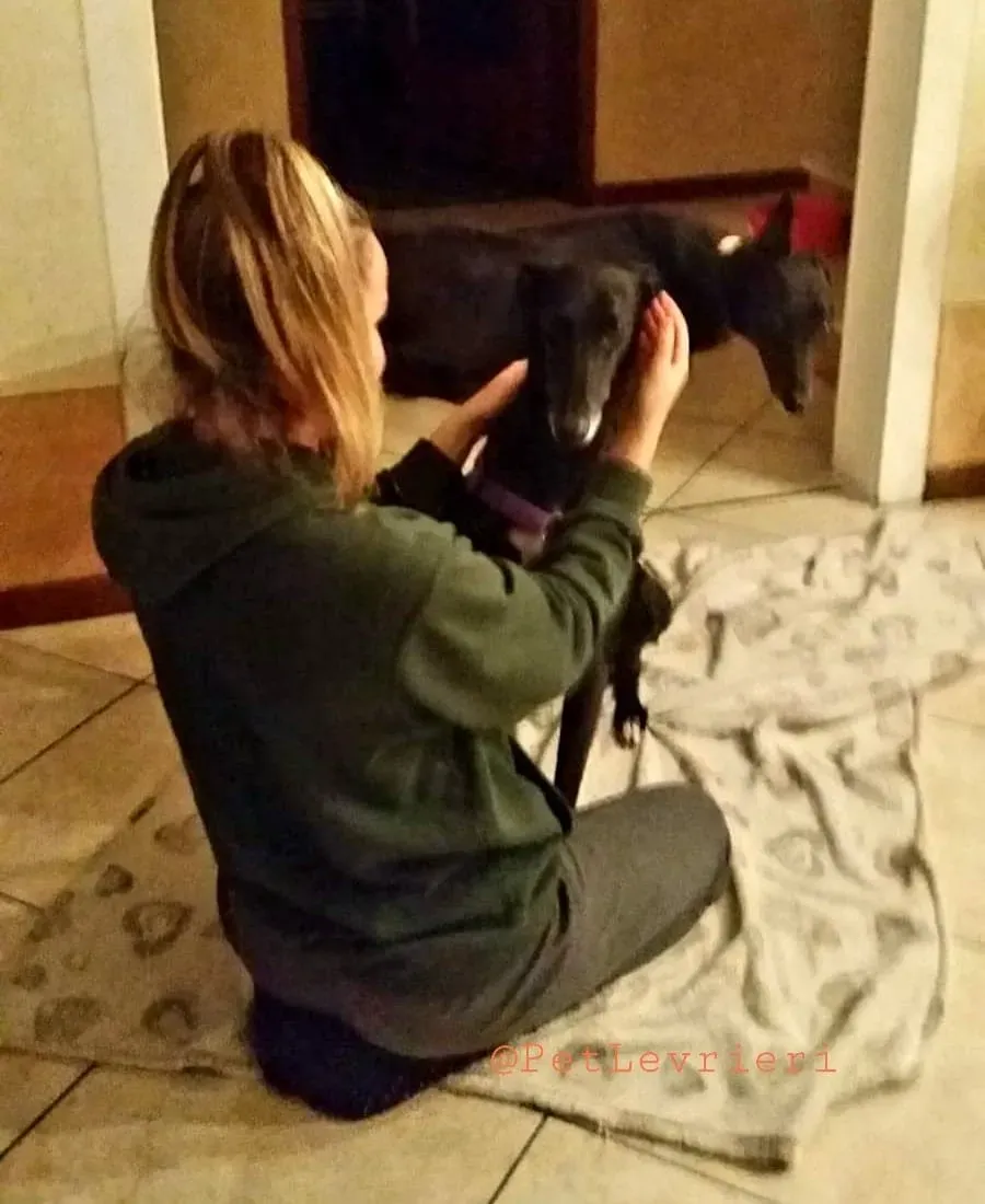 Sense adozione levrieri galgo 19 1024x678