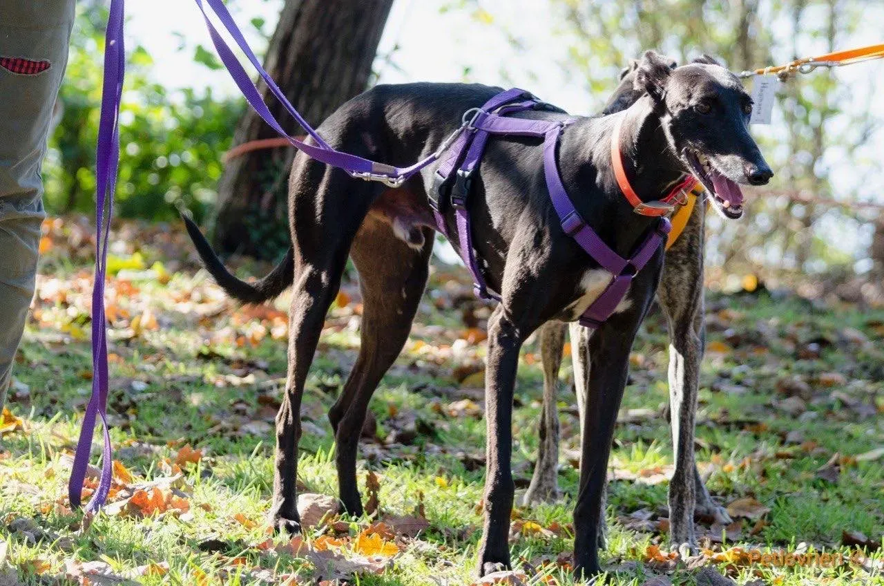 Sense adozione levrieri galgo 01