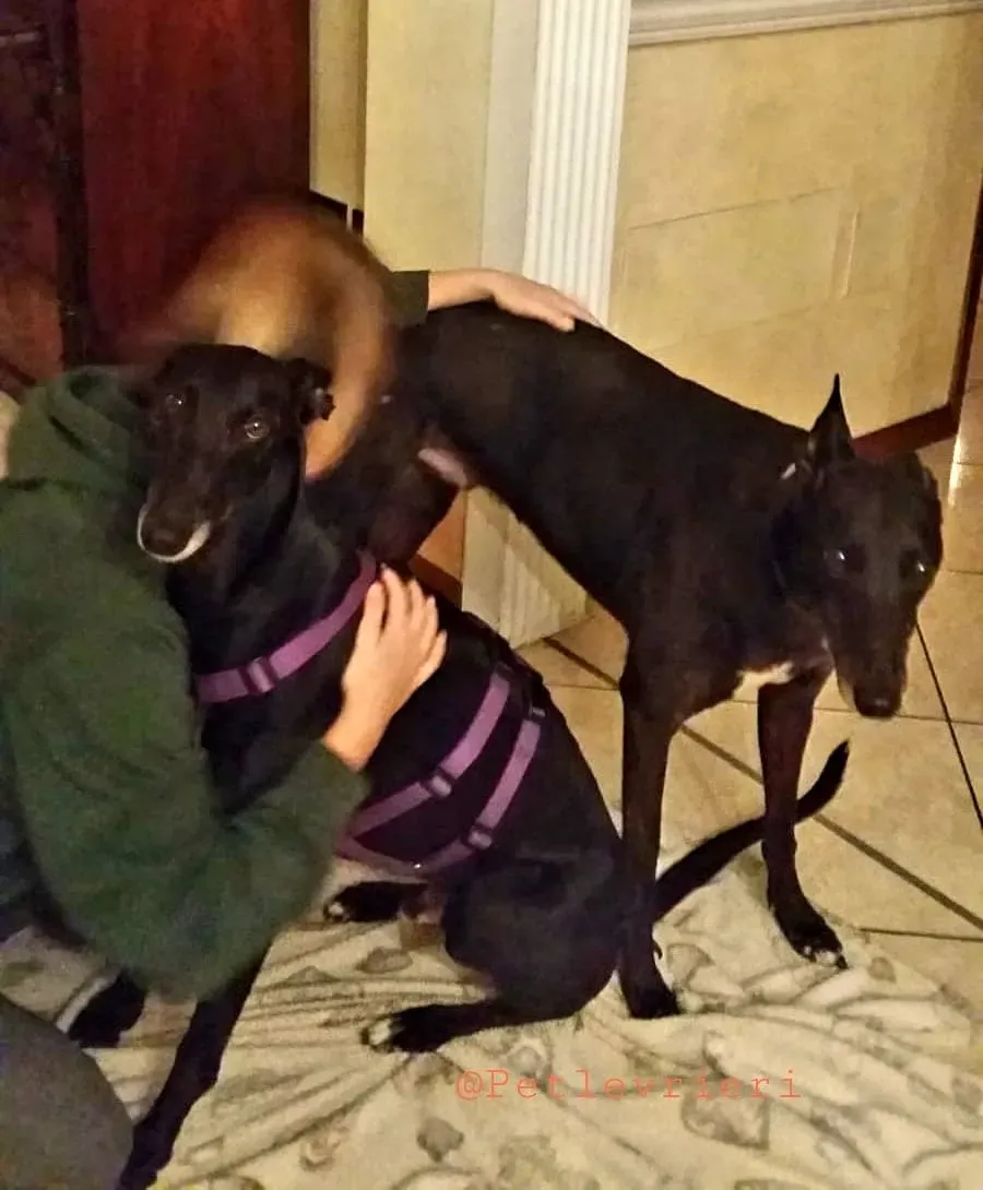 Sense adozione levrieri galgo 20 1024x678