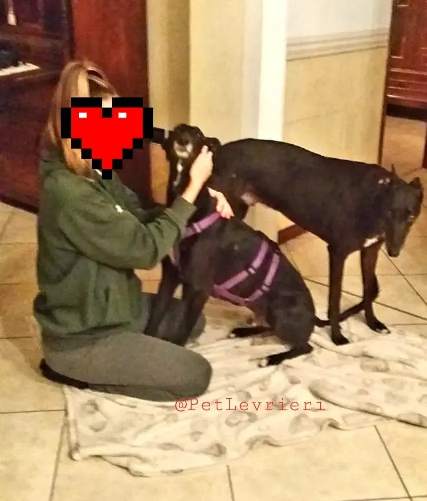 Sense adozione levrieri galgo 21 1024x678