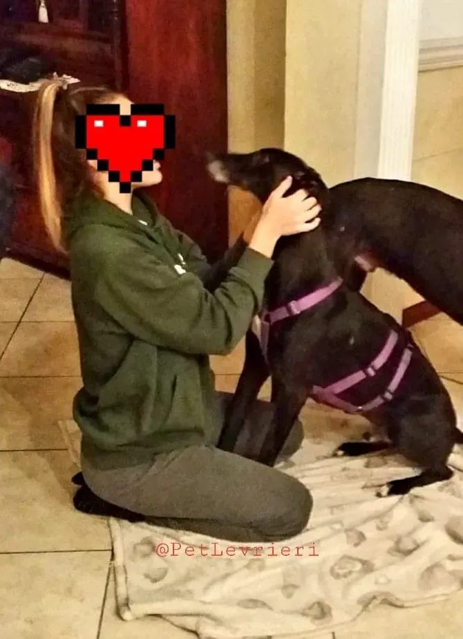 Sense adozione levrieri galgo 22 1024x678