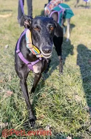 Sense adozione levrieri galgo 23 1024x678