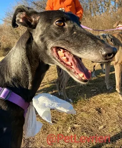 Sense adozione levrieri galgo 24 1024x678