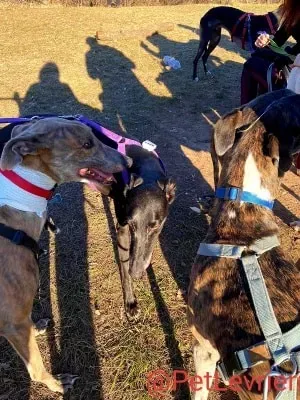 Sense adozione levrieri galgo 25 1024x678 