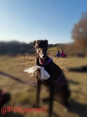 Sense adozione levrieri galgo 26 1024x678