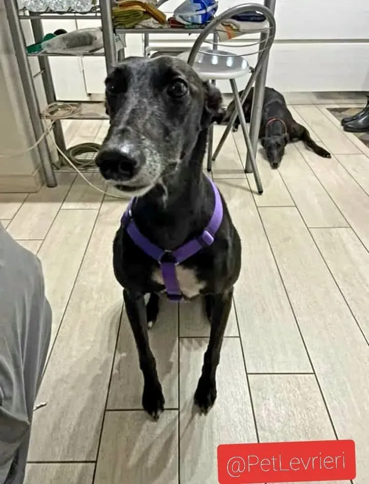 Sense adozione levrieri galgo 27 1024x678