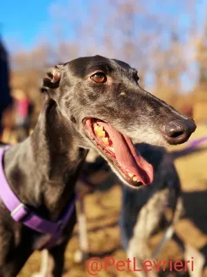 Sense adozione levrieri galgo 28 1024x678