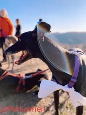 Sense adozione levrieri galgo 29 1024x678