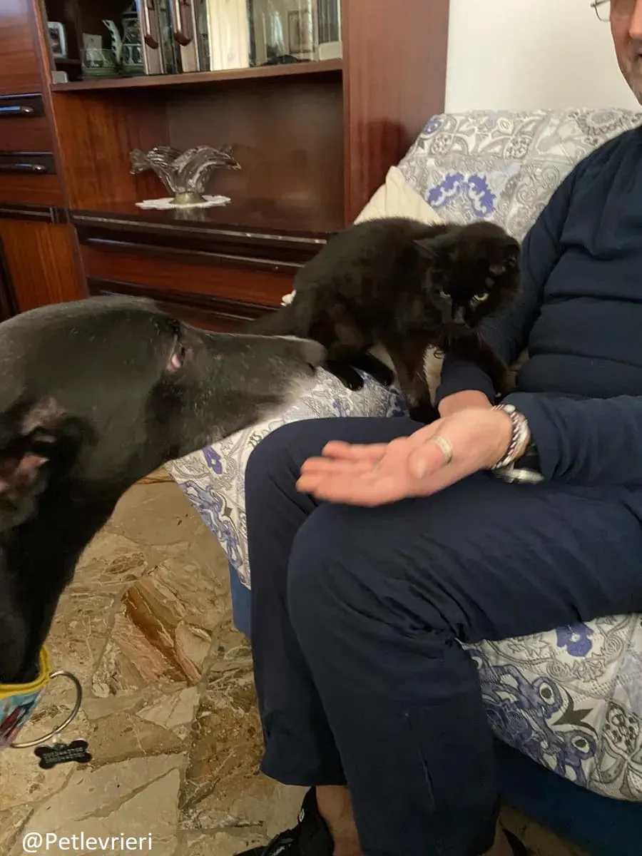 Sense adozione levrieri galgo 30 1024x678