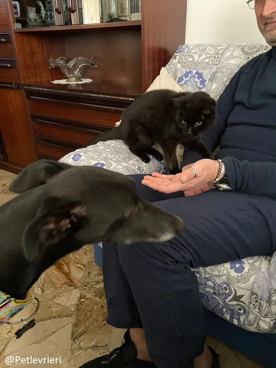 Sense adozione levrieri galgo 31 1024x678