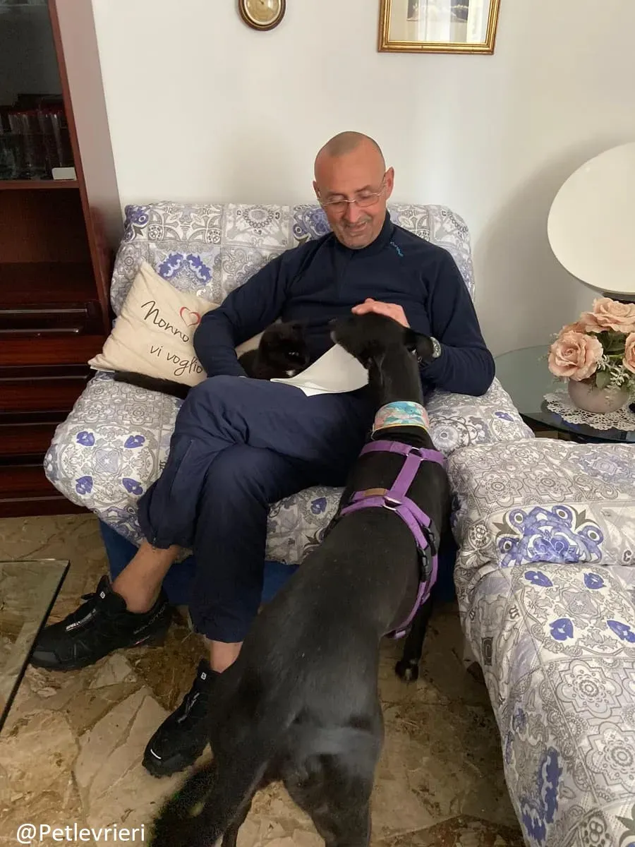 Sense adozione levrieri galgo 32 1024x678