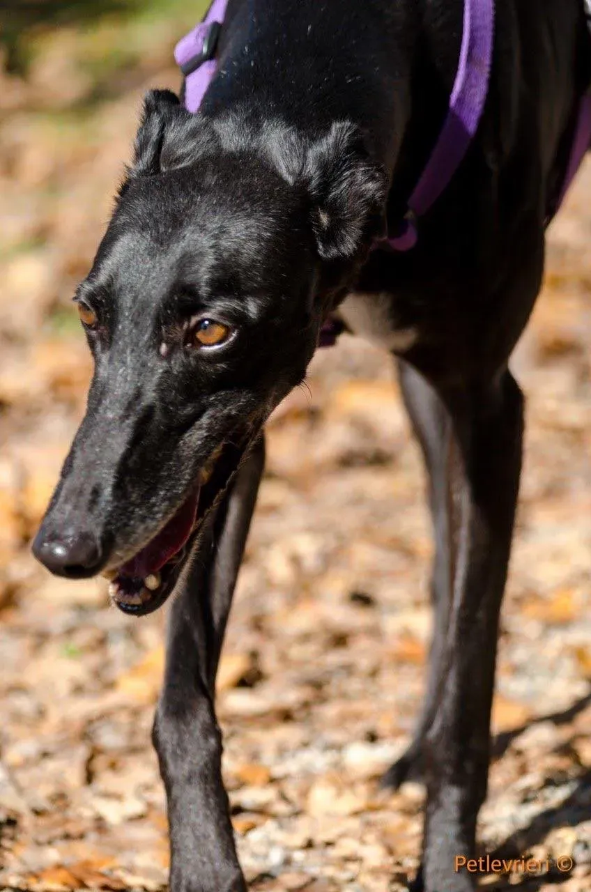 Sense adozione levrieri galgo 03