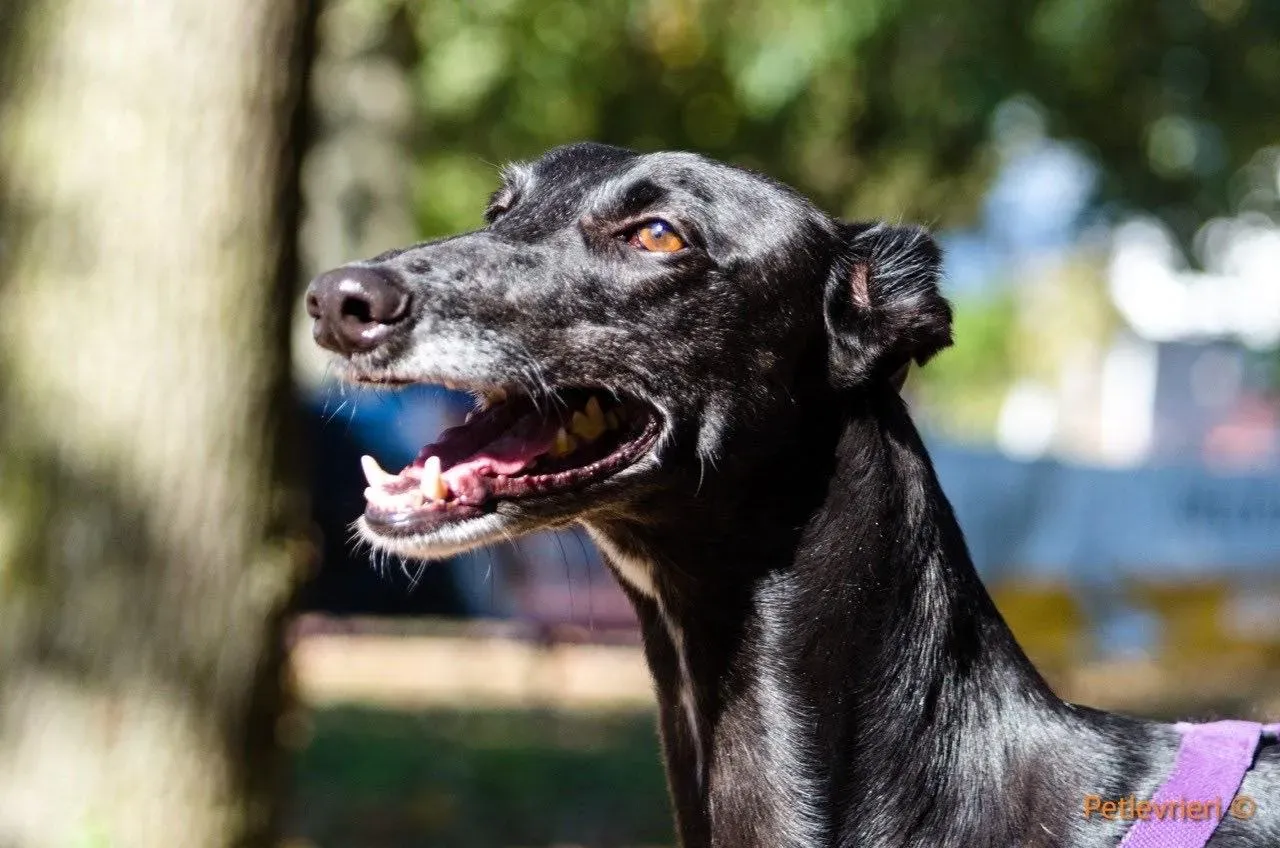 Sense adozione levrieri galgo 04