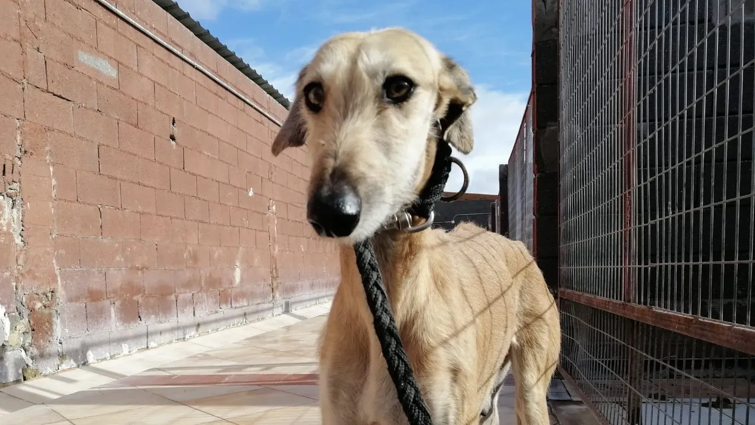 Serena adozione levrieri galgo 1