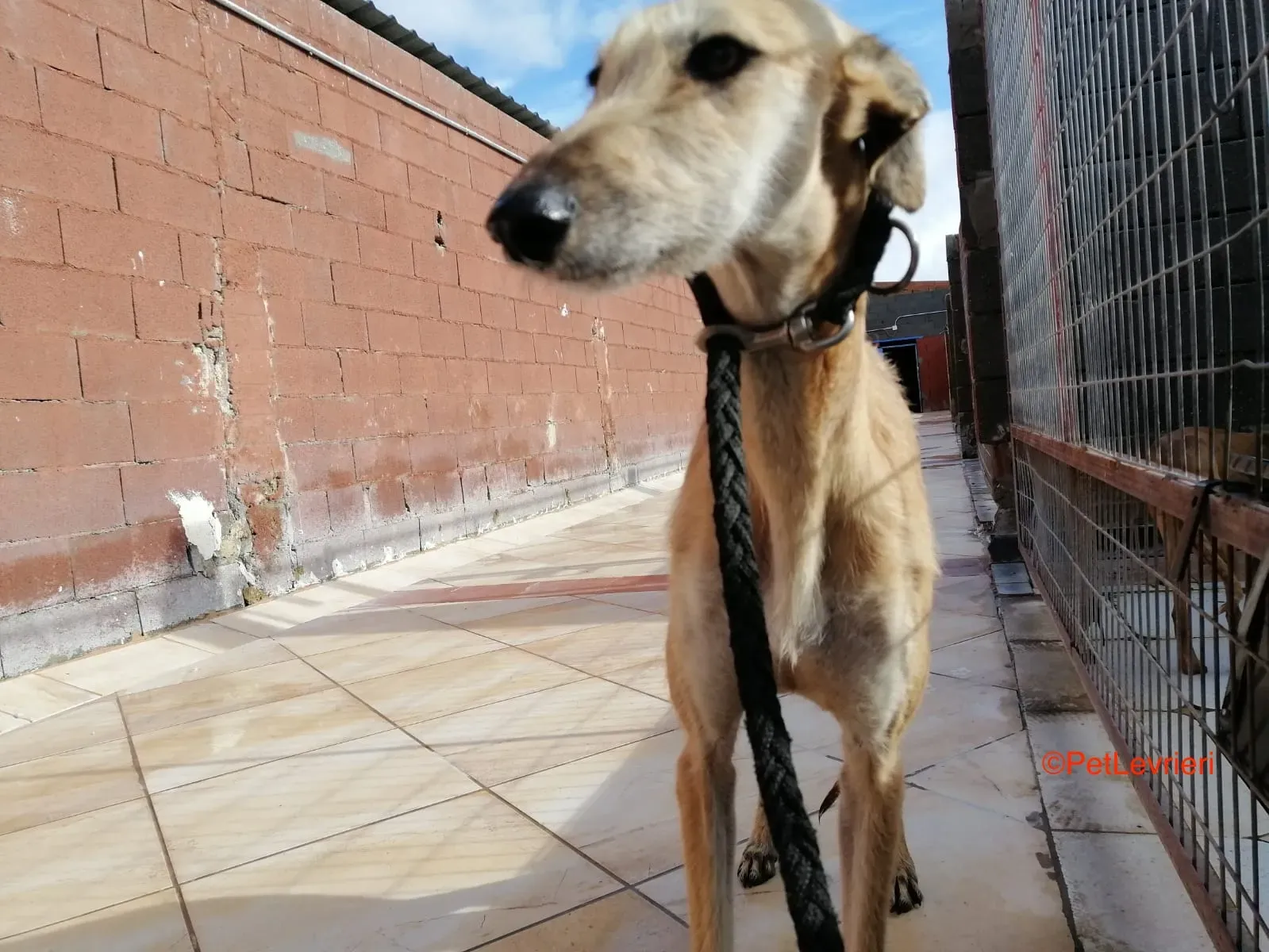 Serena adozione levrieri galgo 2