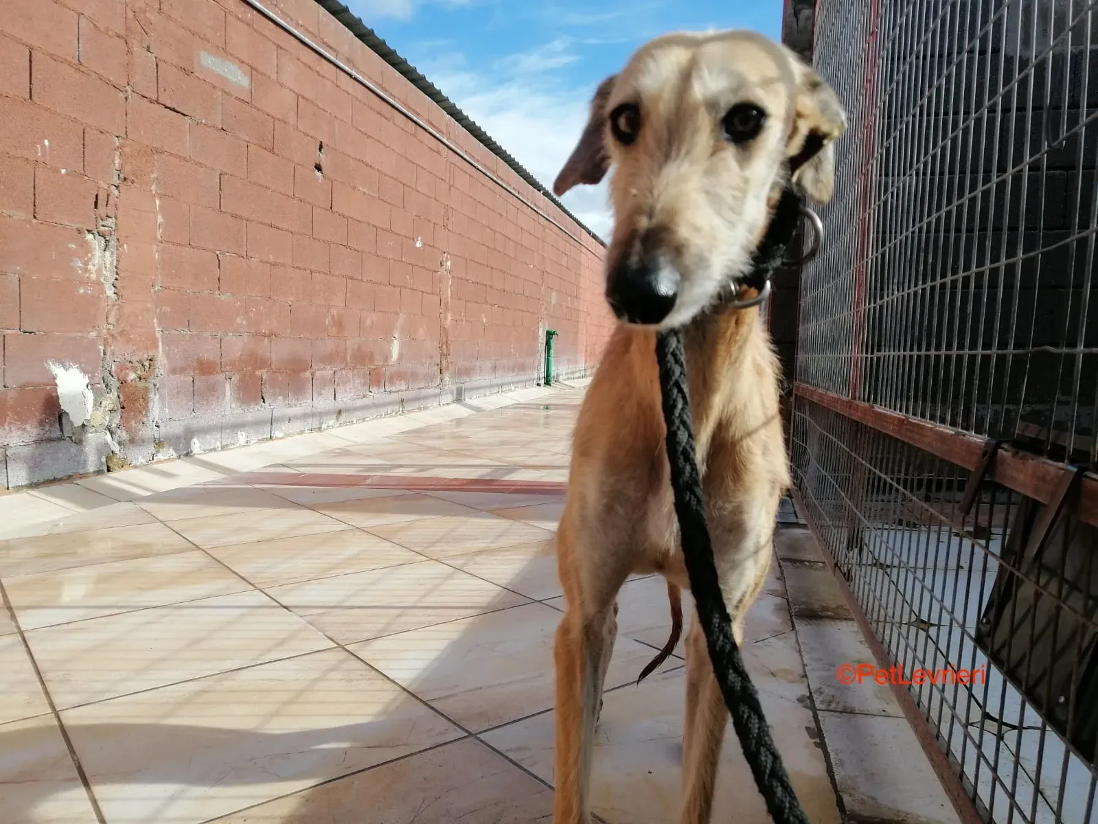Serena adozione levrieri galgo 3