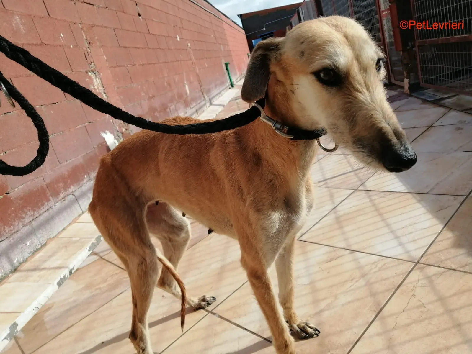 Serena adozione levrieri galgo 4