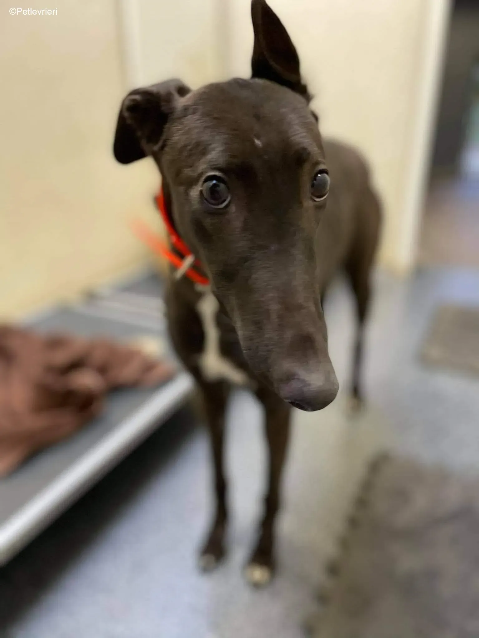 Serena adozione levrieri greyhound 1