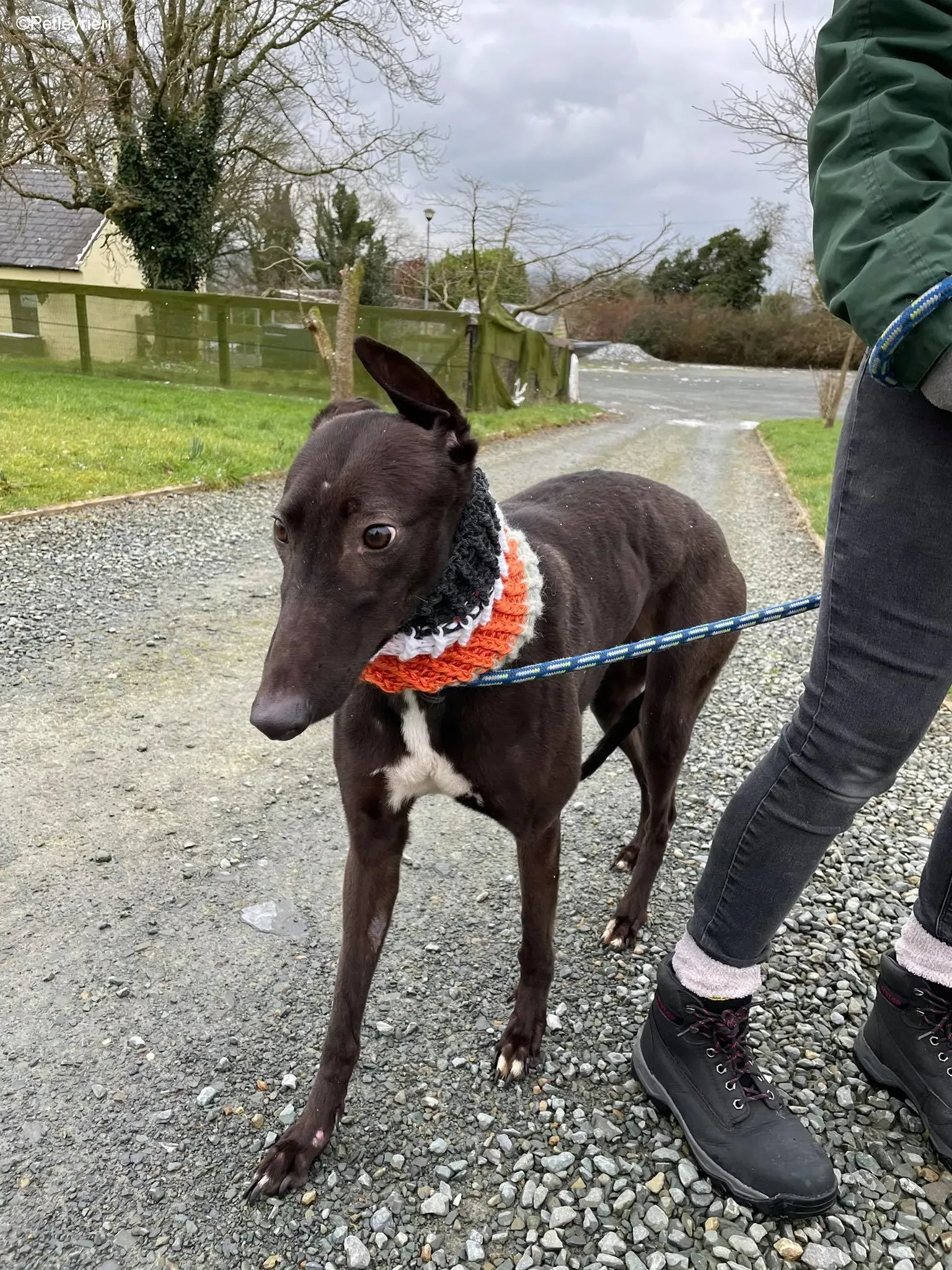 Serena adozione levrieri greyhound 10