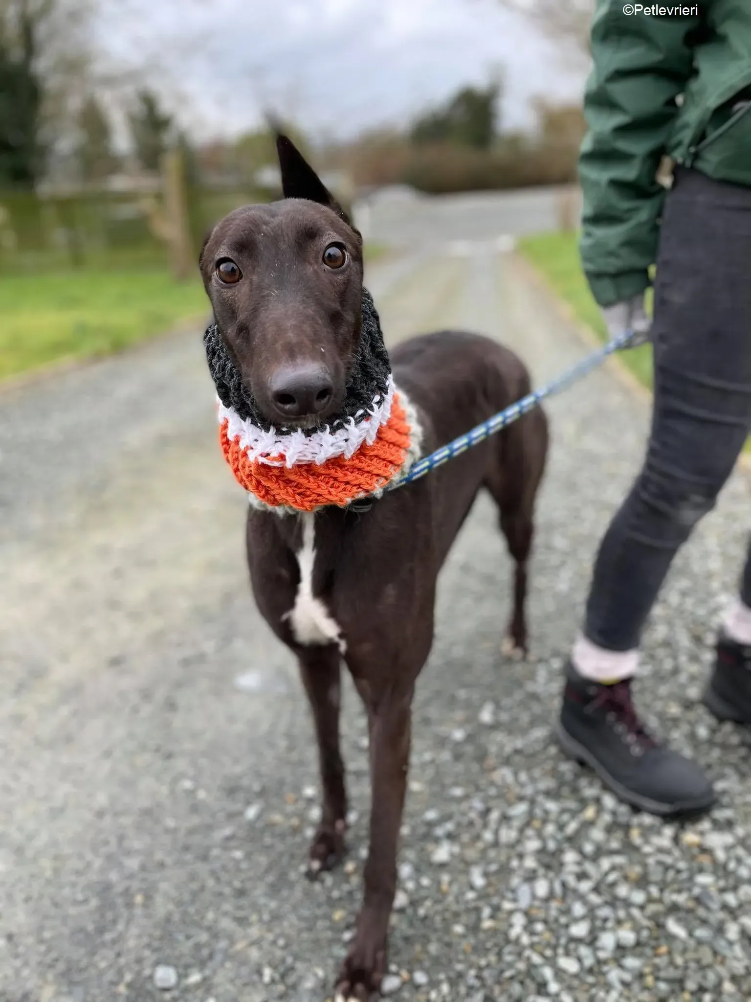 Serena adozione levrieri greyhound 11