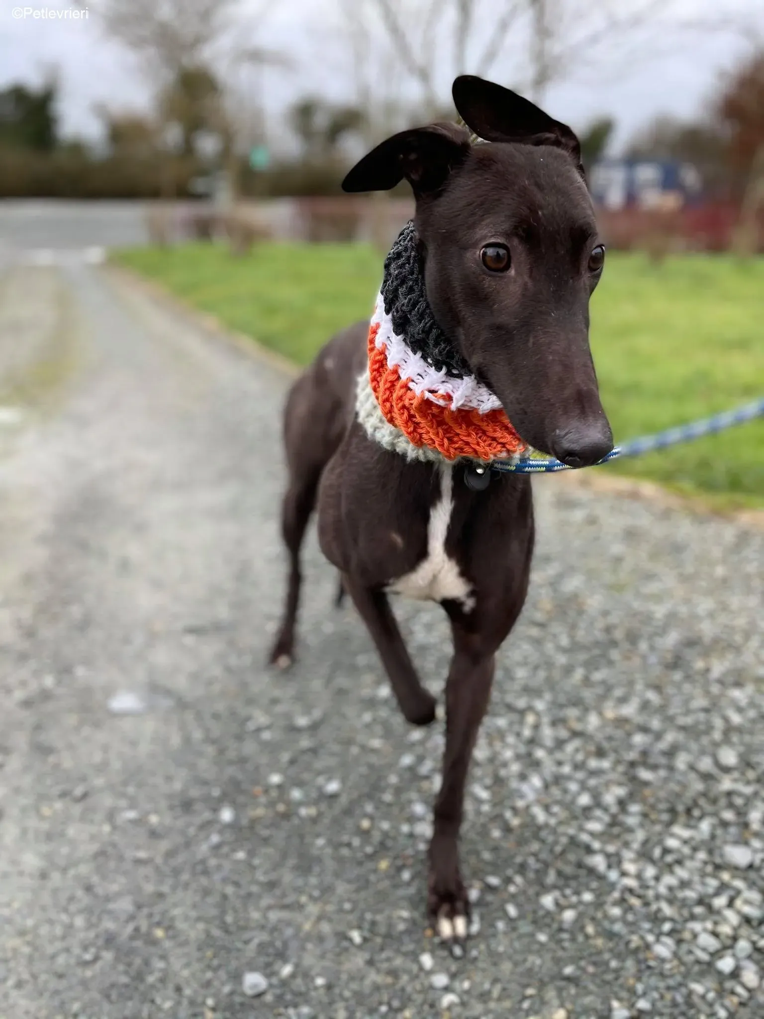 Serena adozione levrieri greyhound 12