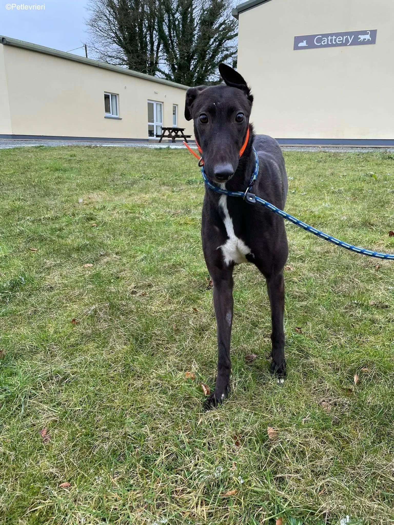 Serena adozione levrieri greyhound 2