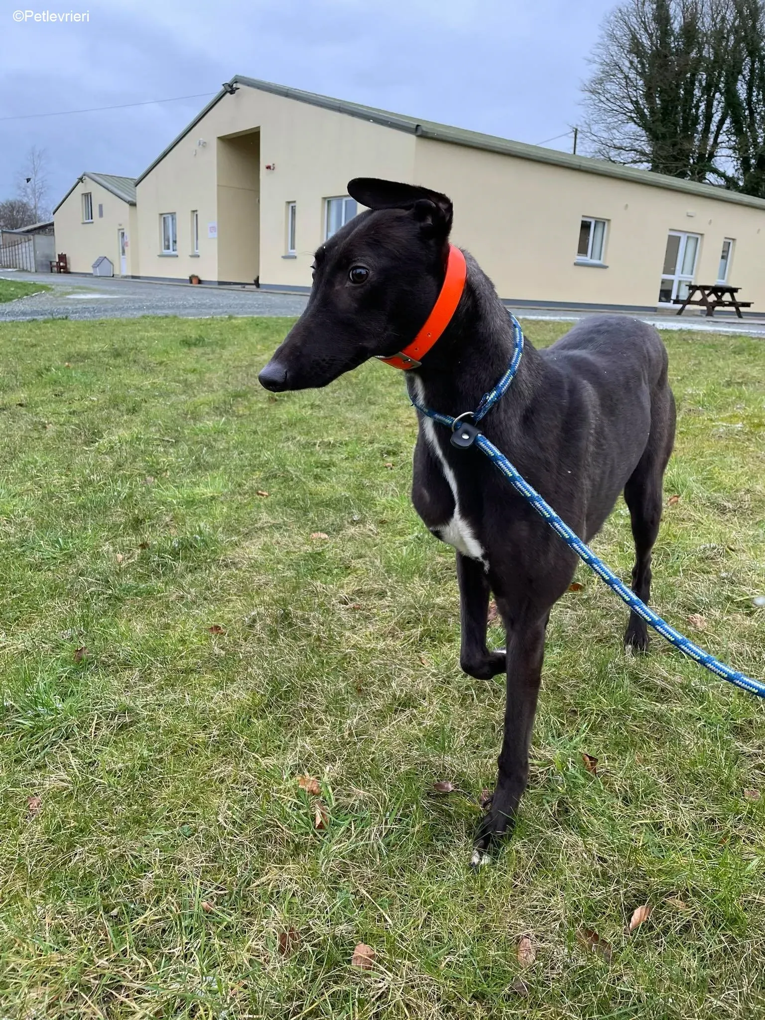 Serena adozione levrieri greyhound 3