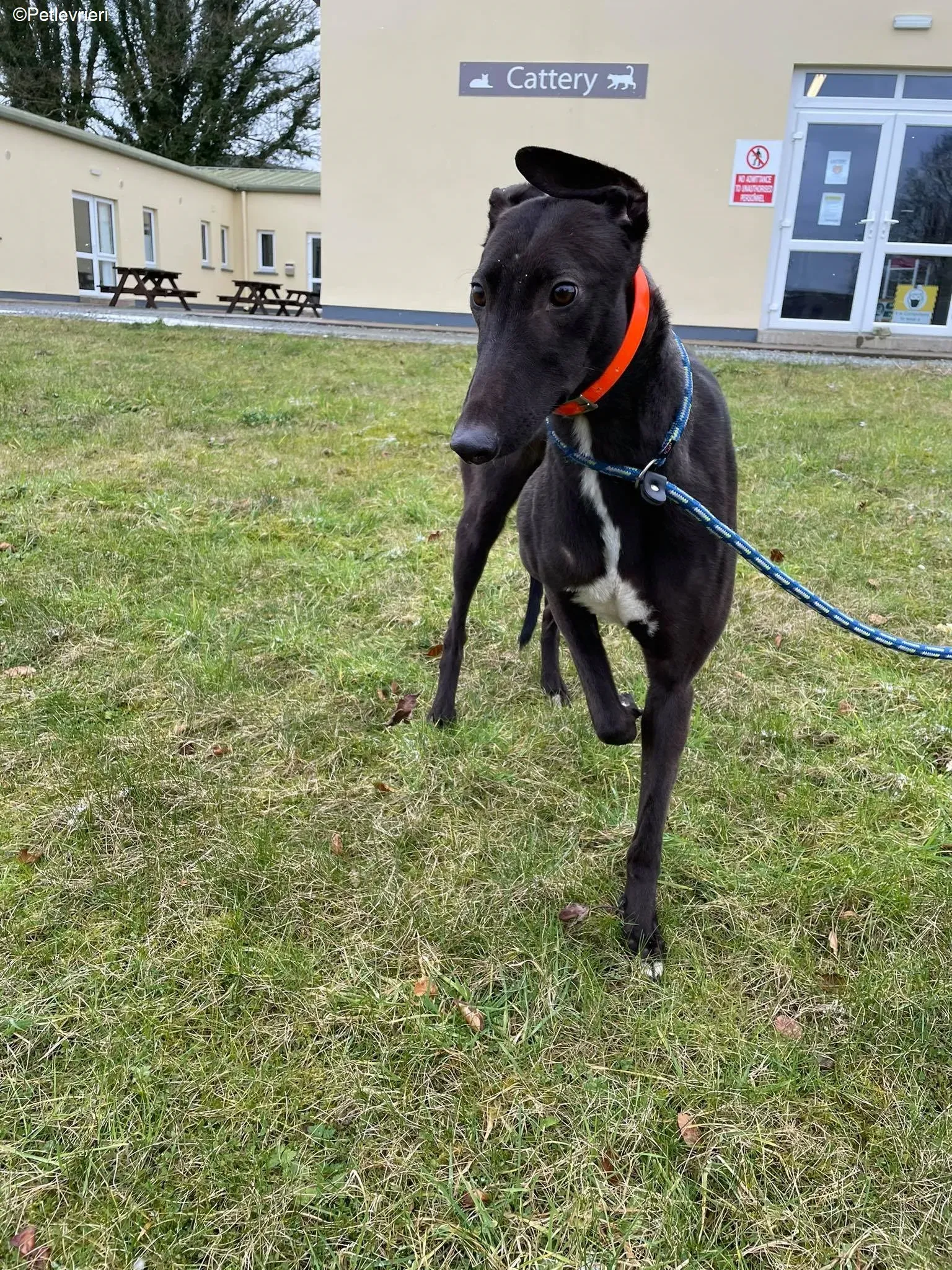 Serena adozione levrieri greyhound 4