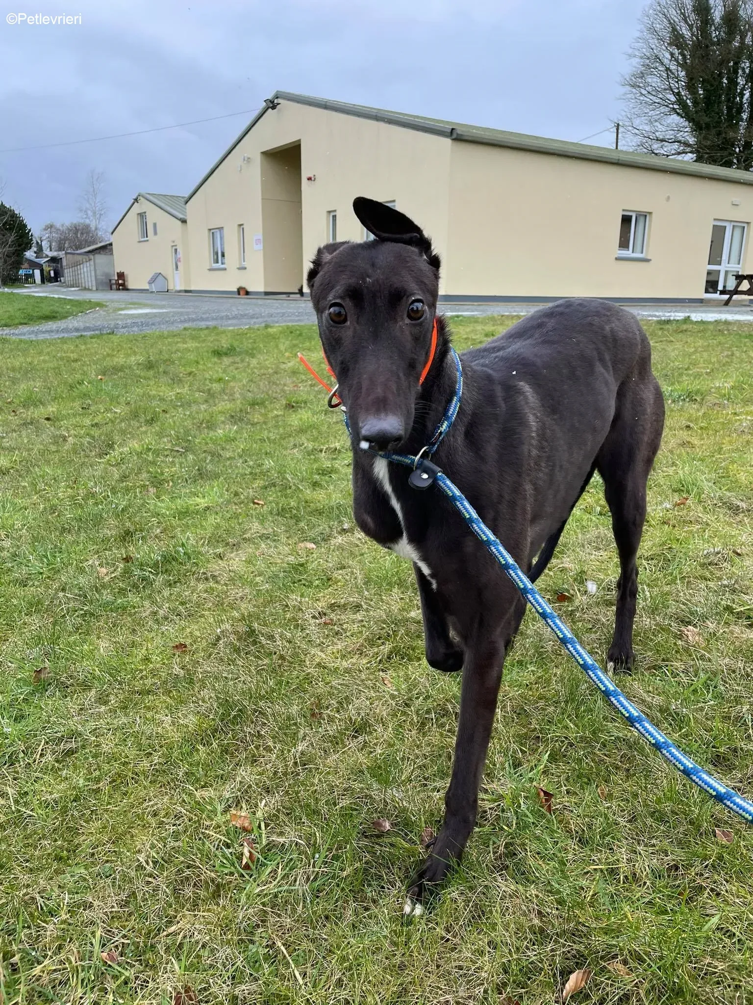 Serena adozione levrieri greyhound 5