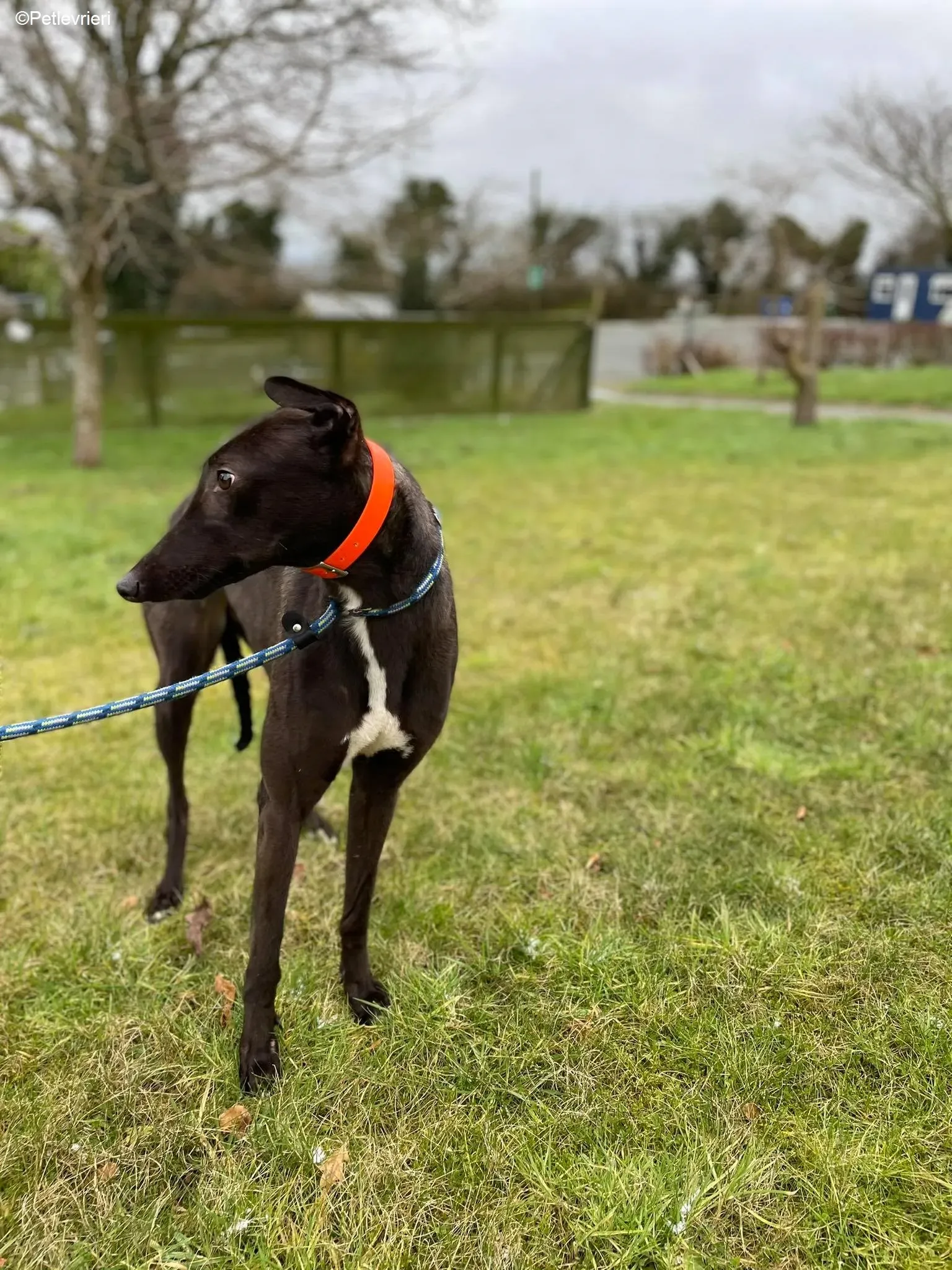 Serena adozione levrieri greyhound 6