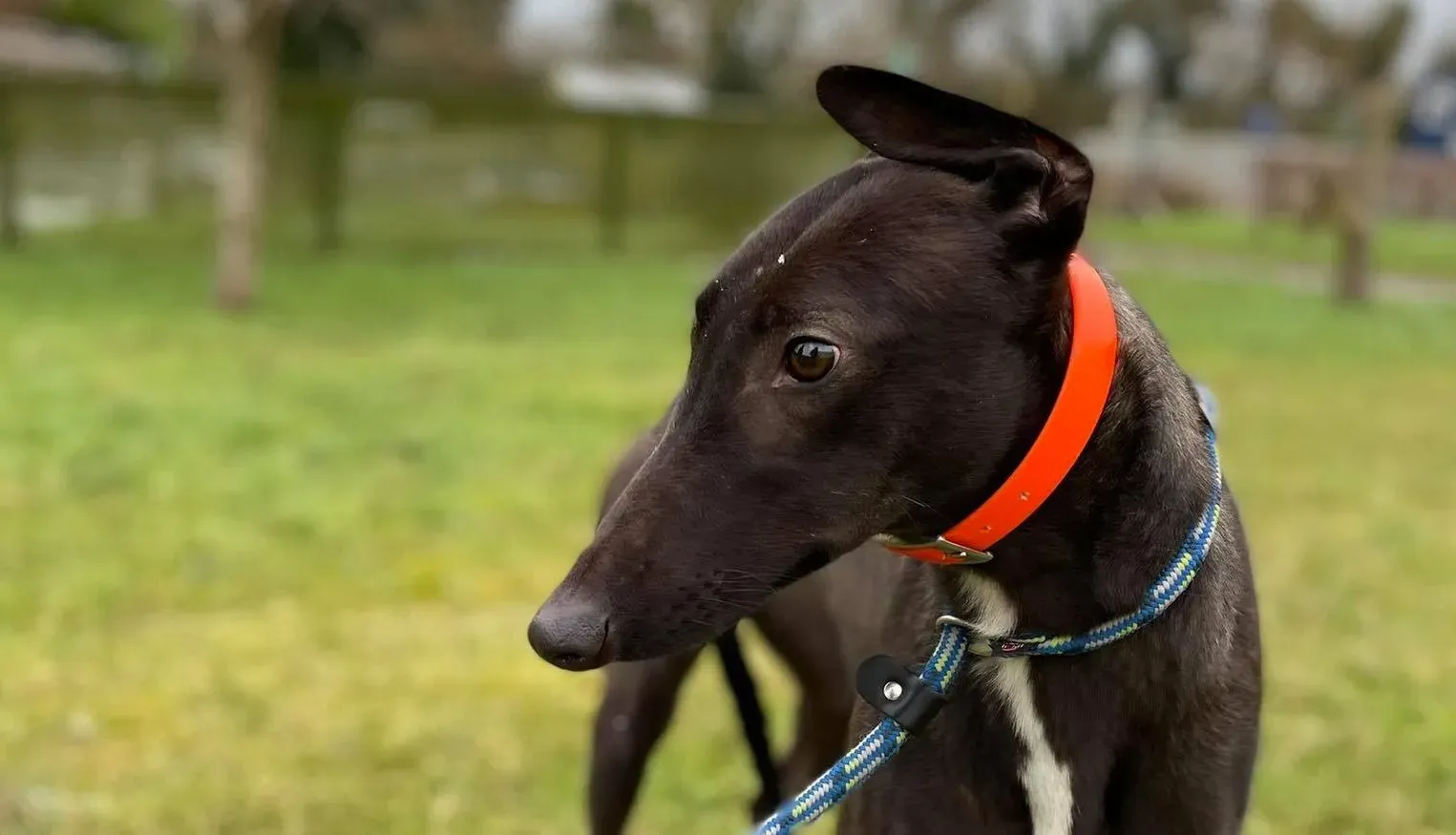 Serena adozione levrieri greyhound 7 e1612948591232