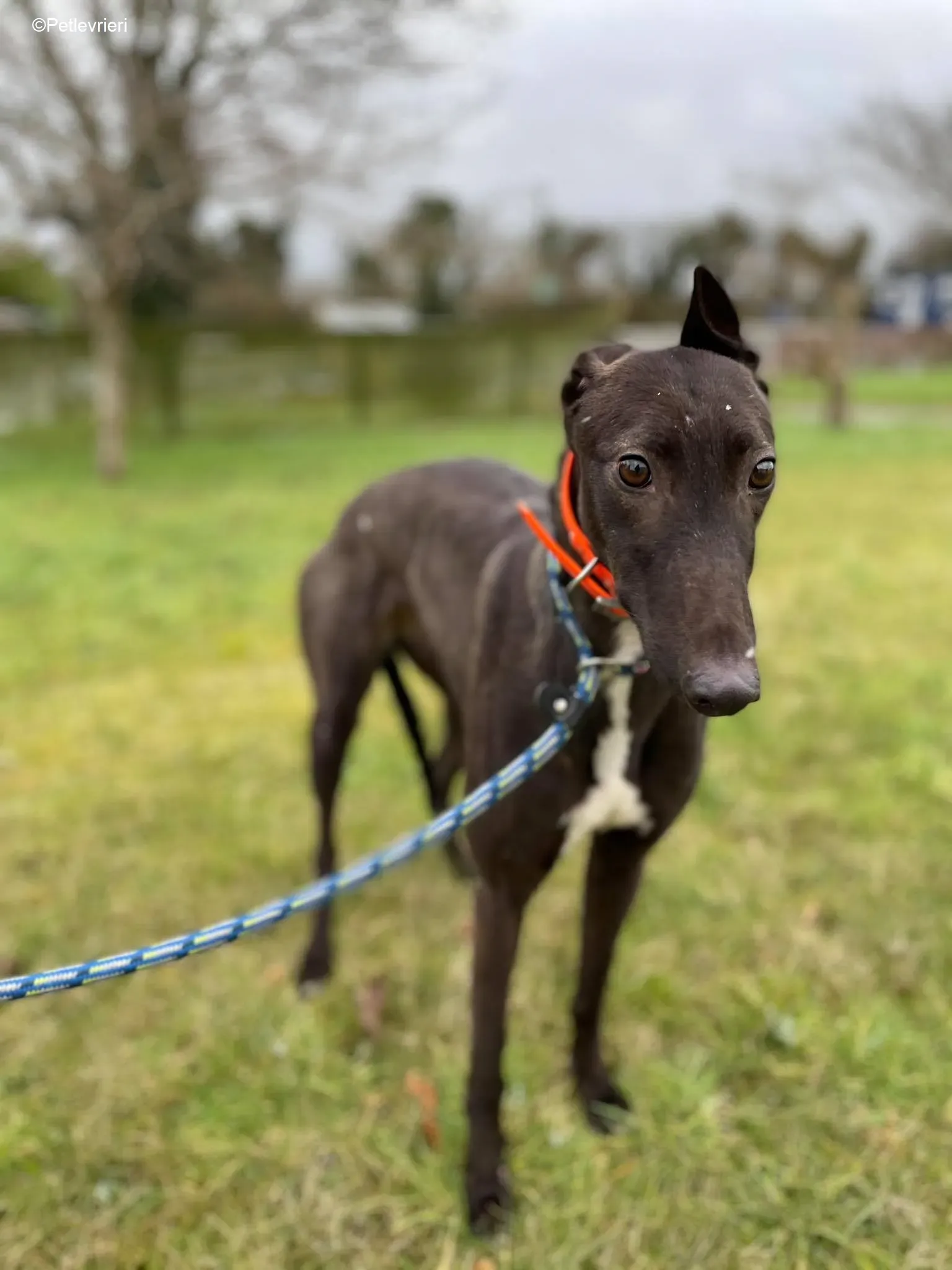 Serena adozione levrieri greyhound 8