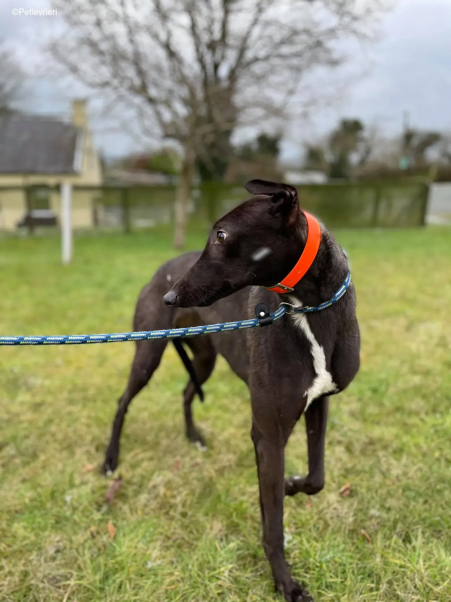 Serena adozione levrieri greyhound 9