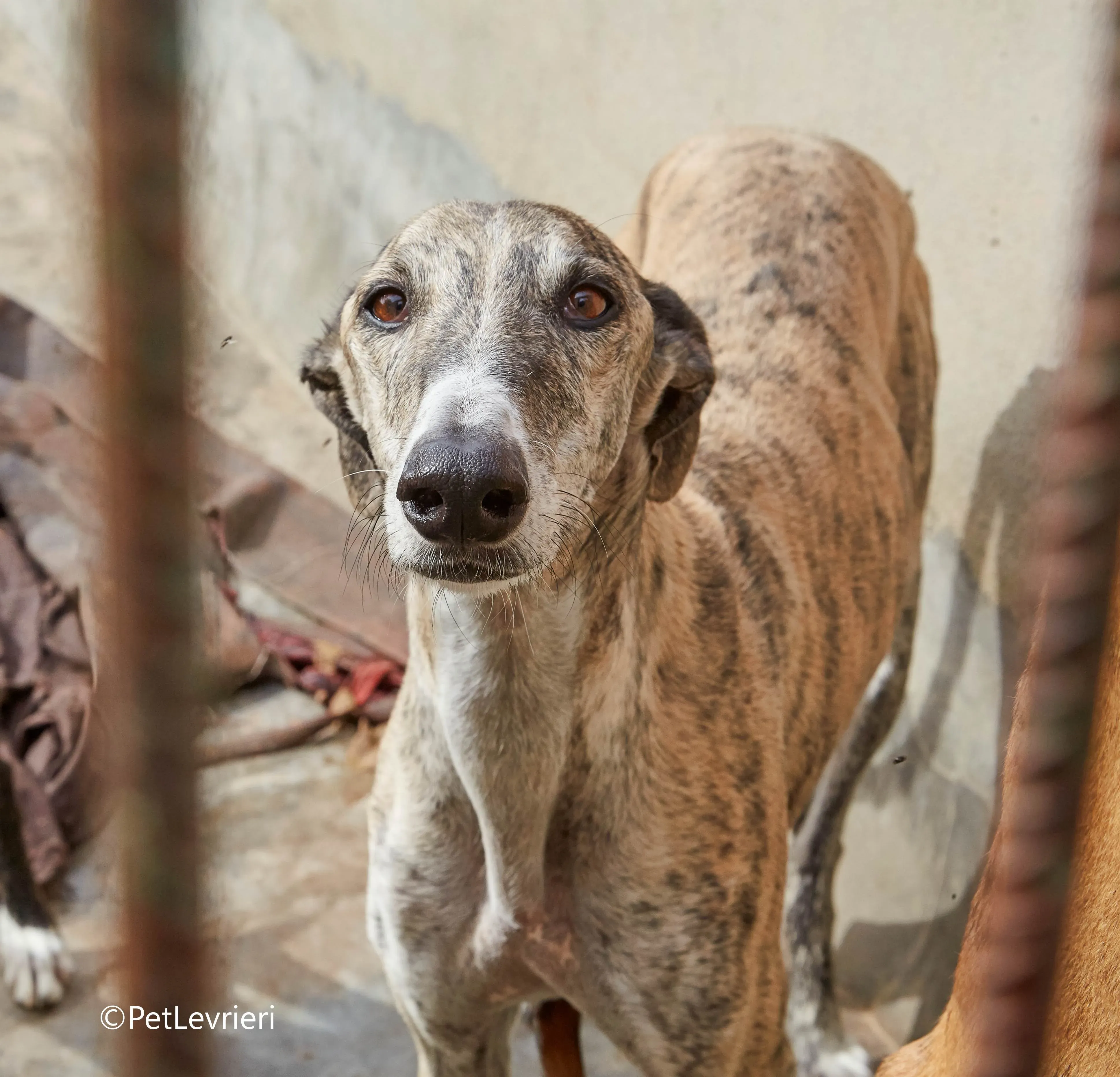 Severus galgo adozione pet levrieri onlus 1
