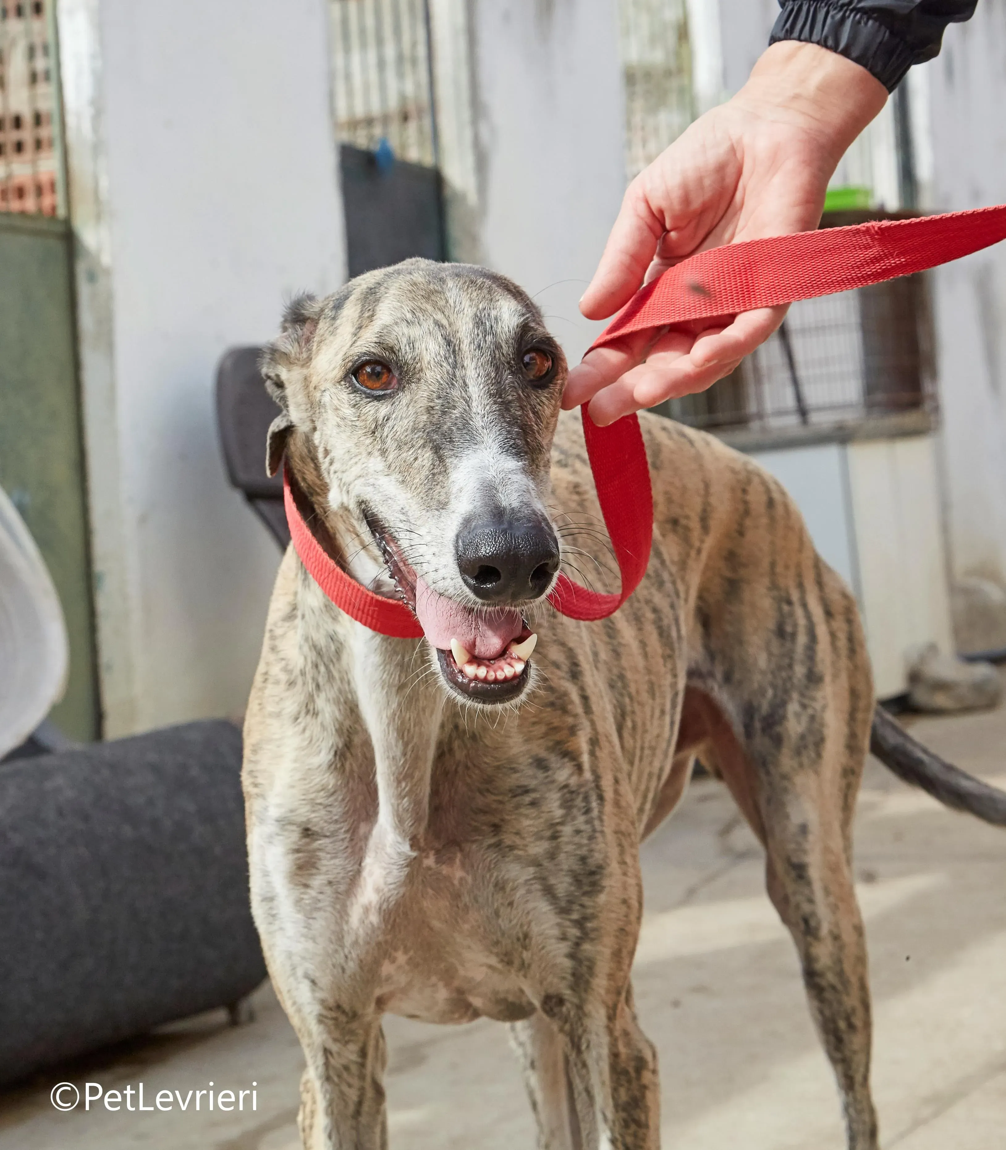 Severus galgo adozione pet levrieri onlus 10