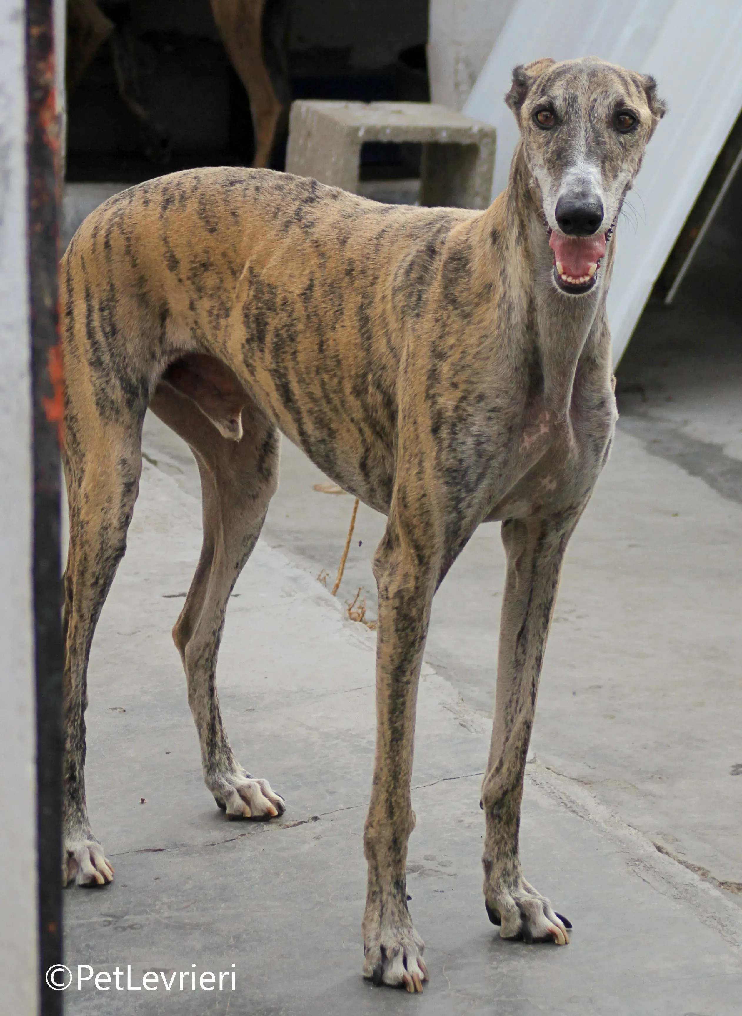 Severus galgo adozione pet levrieri onlus 11