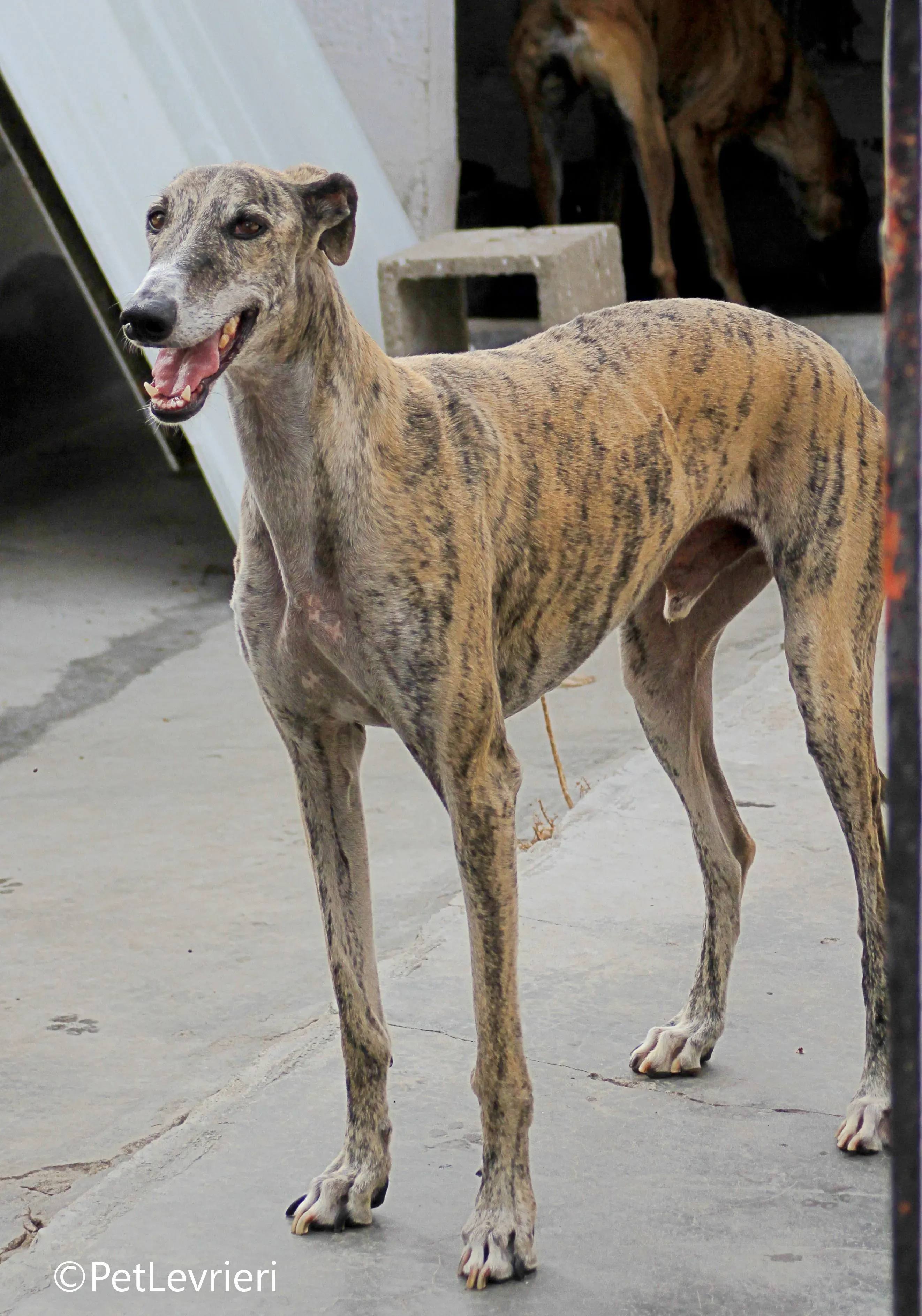 Severus galgo adozione pet levrieri onlus 12