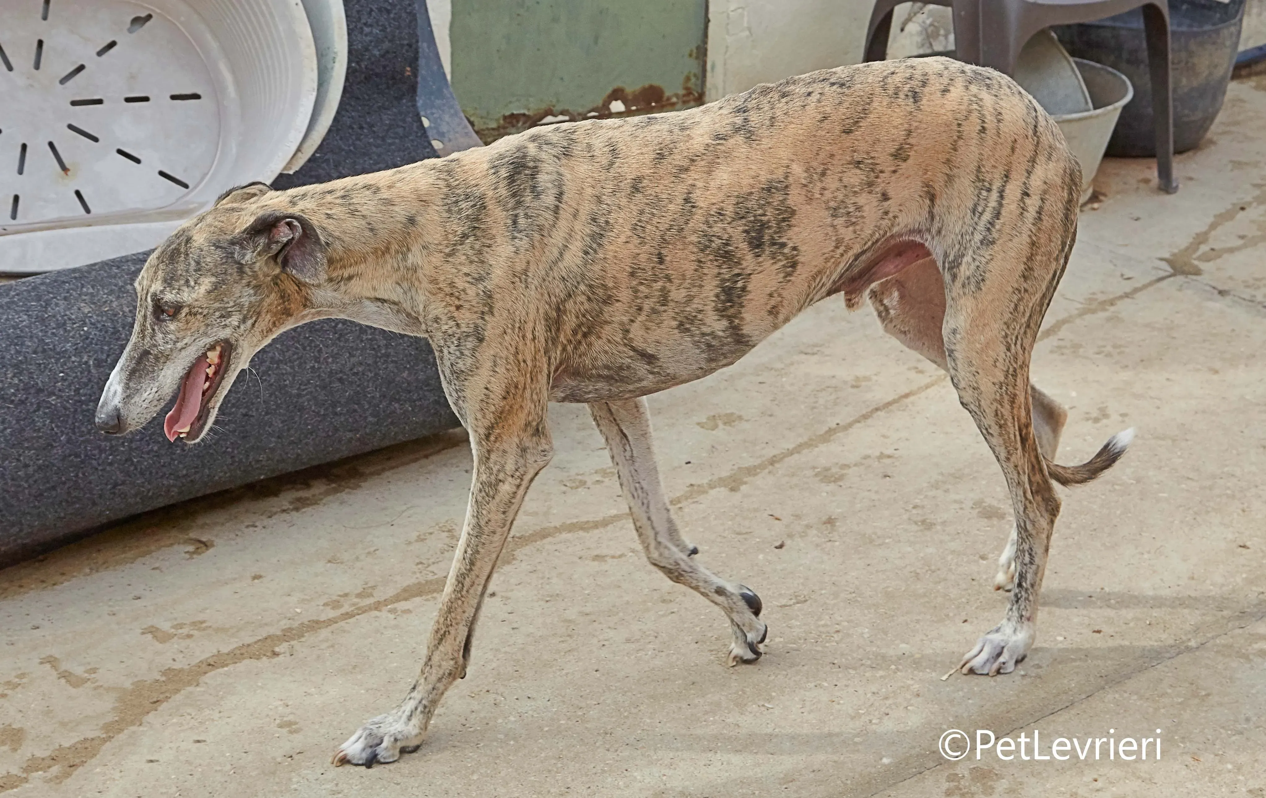 Severus galgo adozione pet levrieri onlus 13