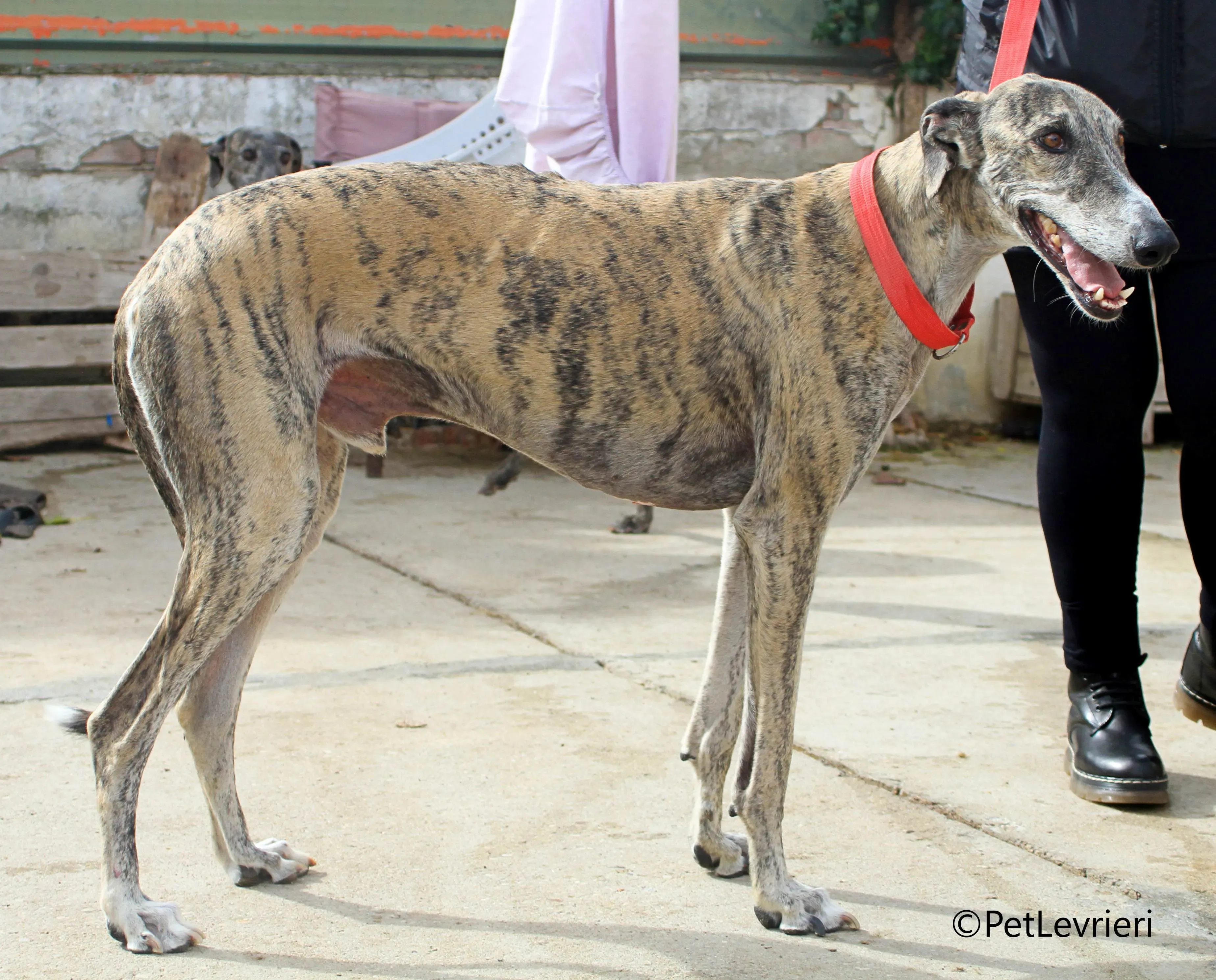 Severus galgo adozione pet levrieri onlus 14