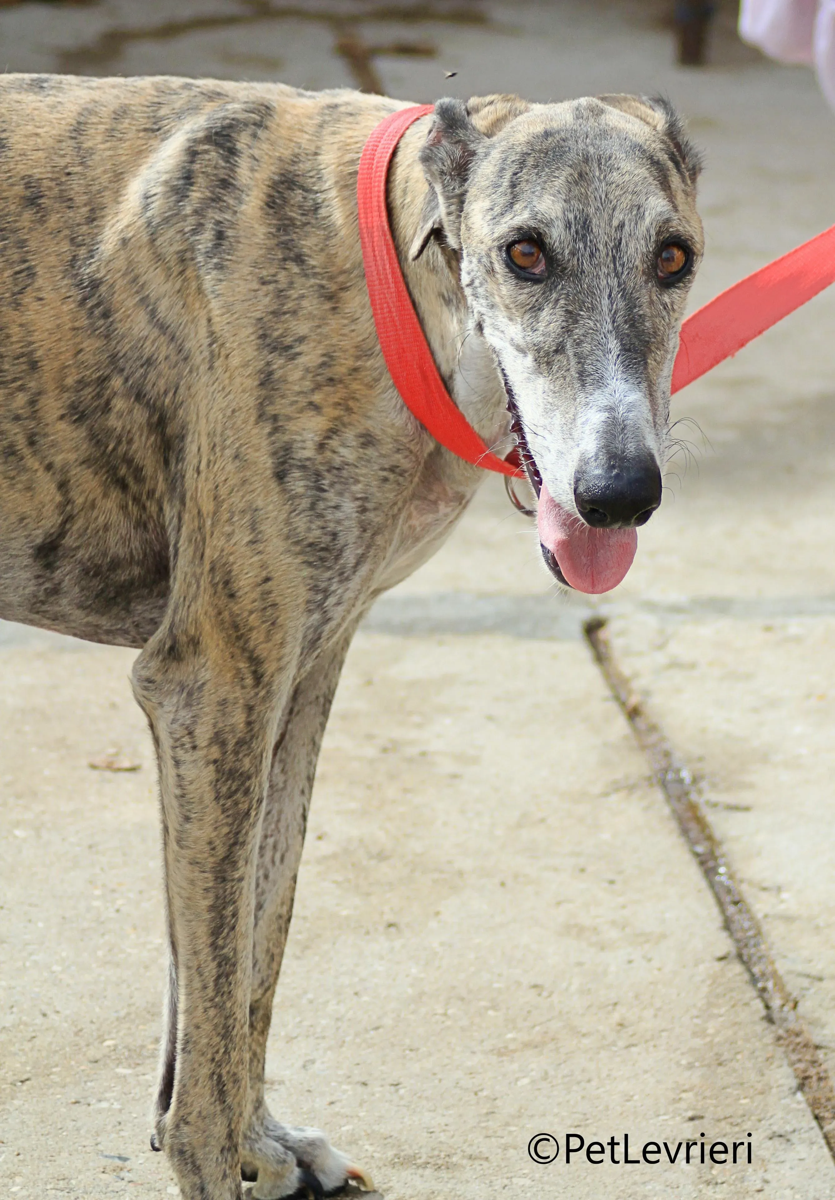 Severus galgo adozione pet levrieri onlus 15