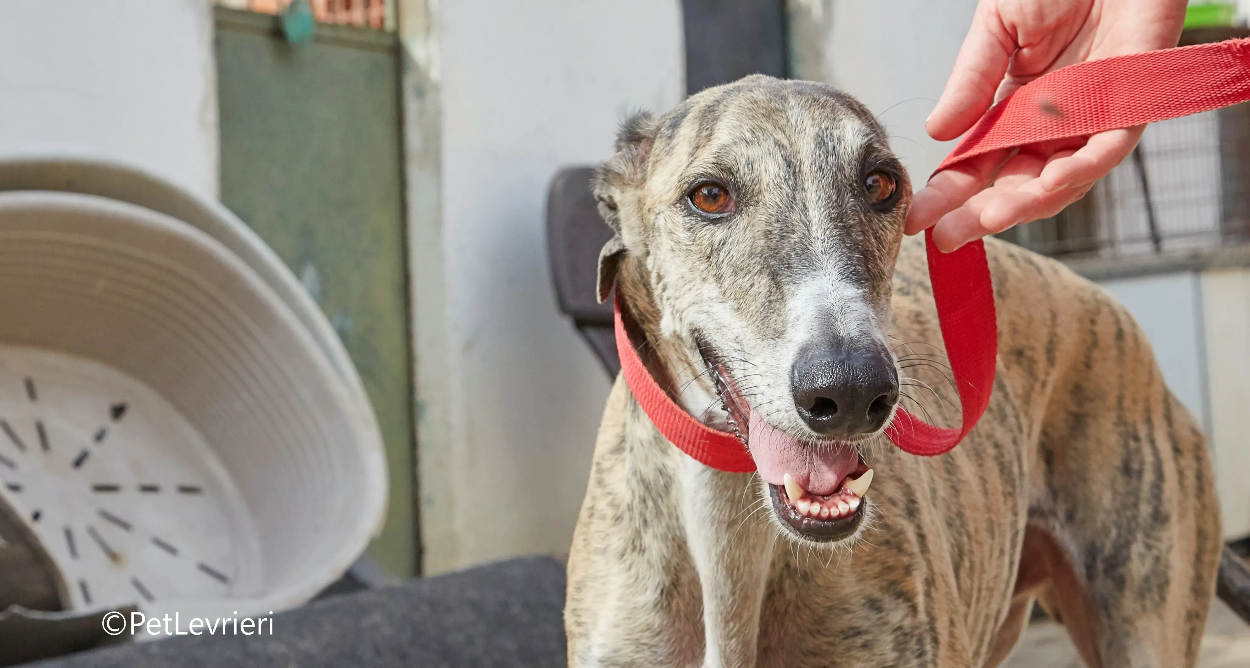 Severus galgo adozione pet levrieri onlus 16 1