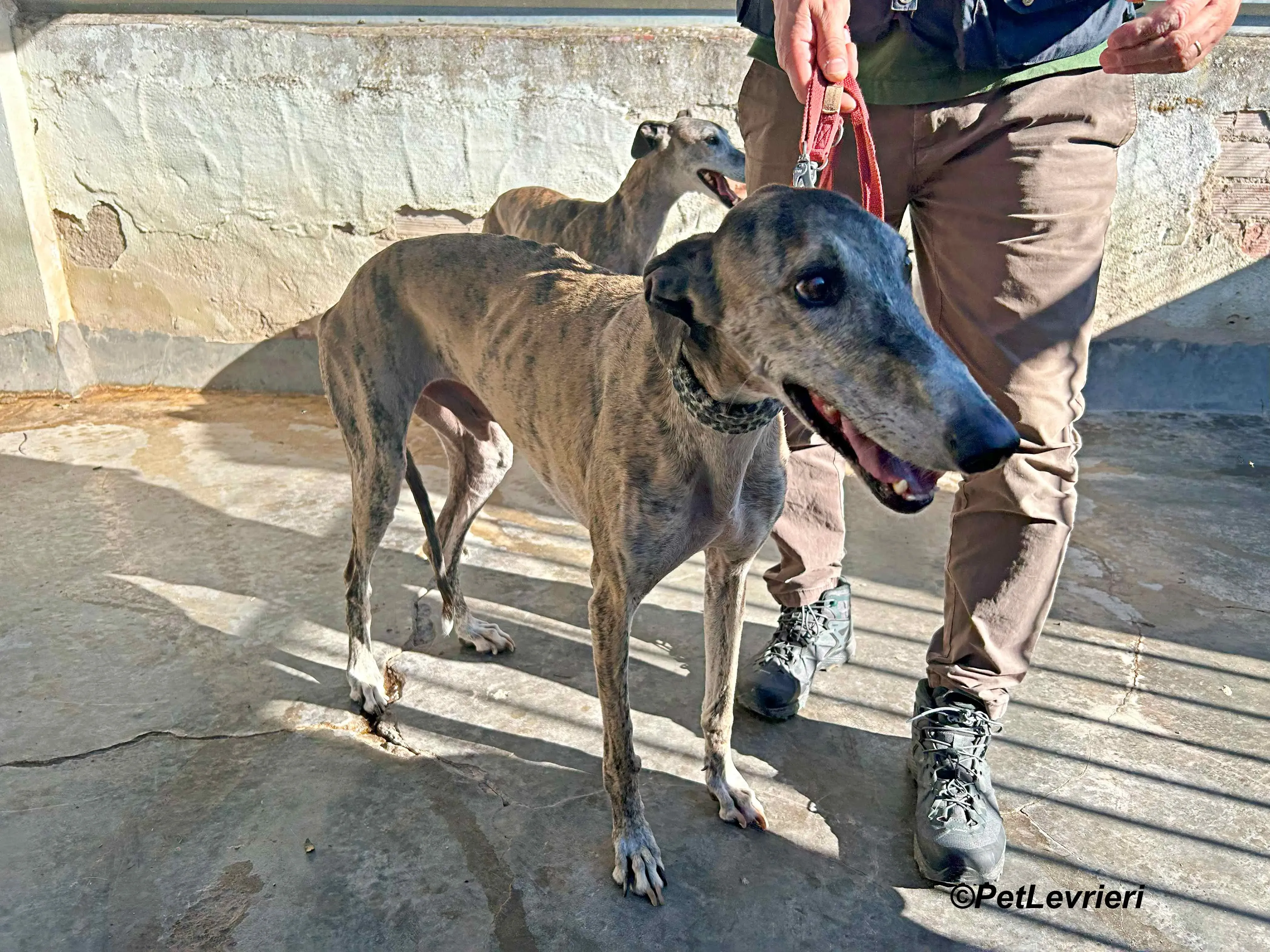 Severus galgo adozione pet levrieri onlus 17