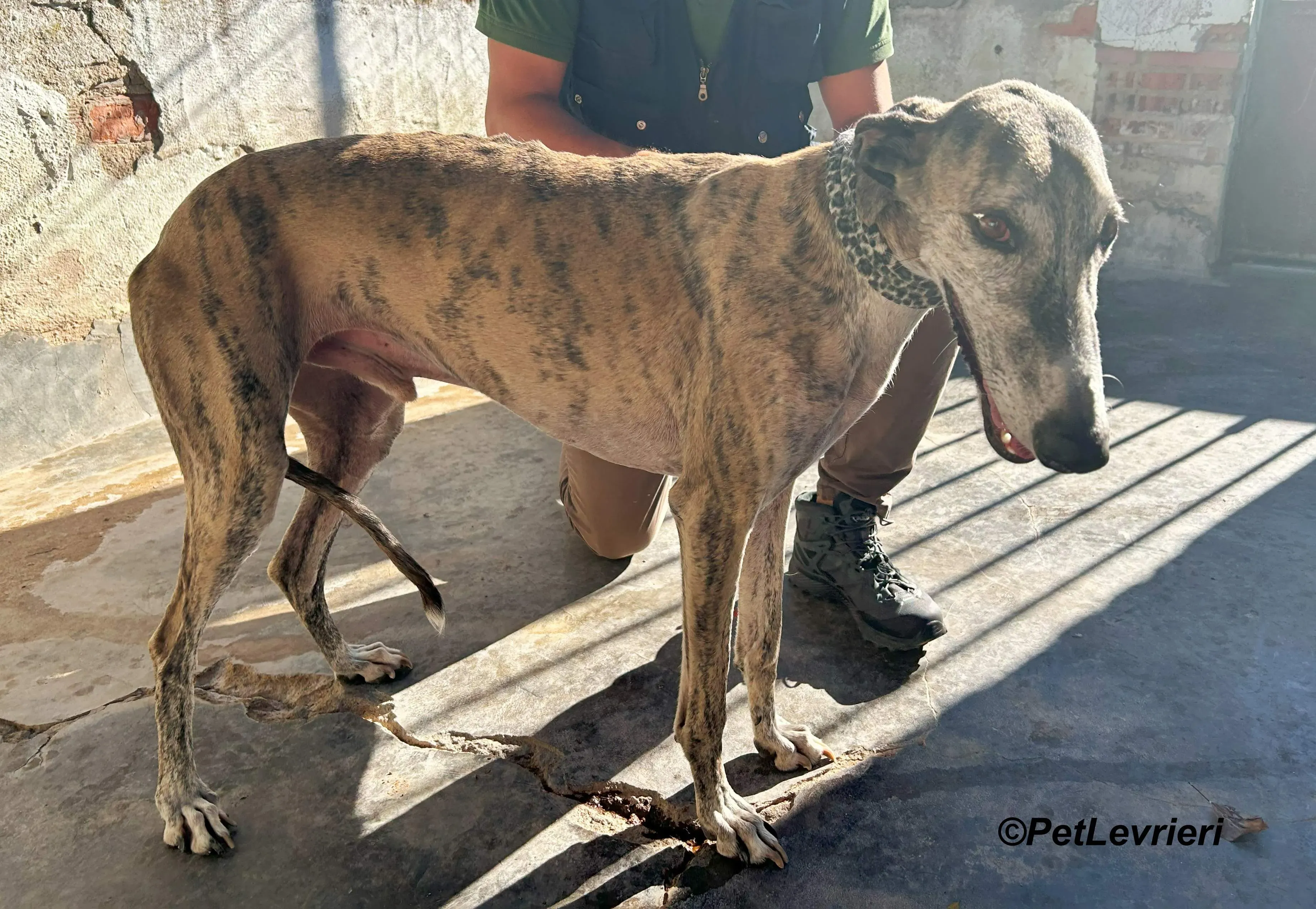 Severus galgo adozione pet levrieri onlus 18